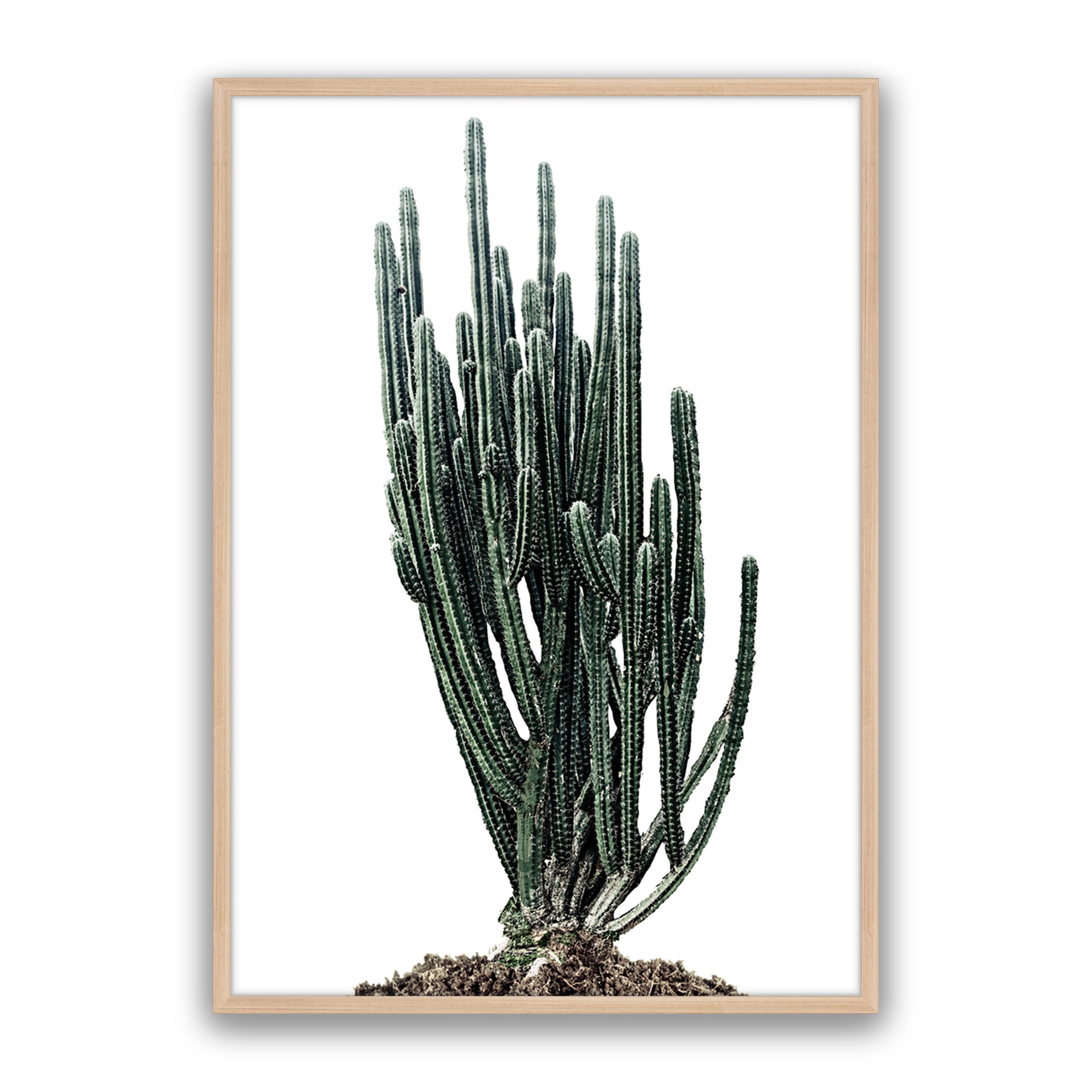 Sonoran Native