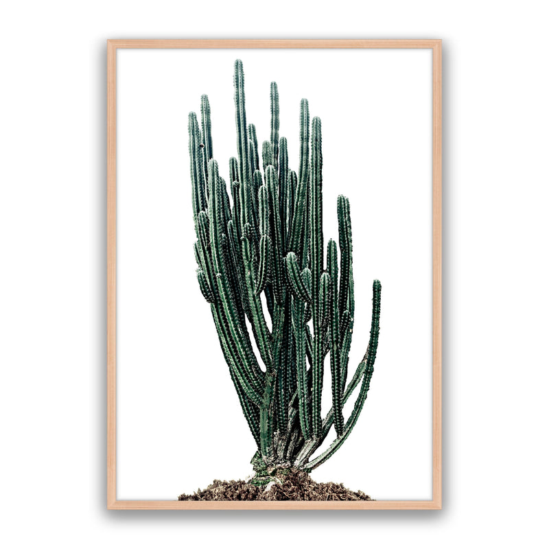 Sonoran Native