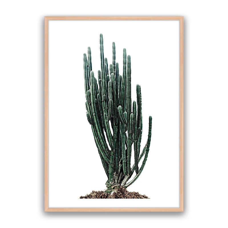 Sonoran Native