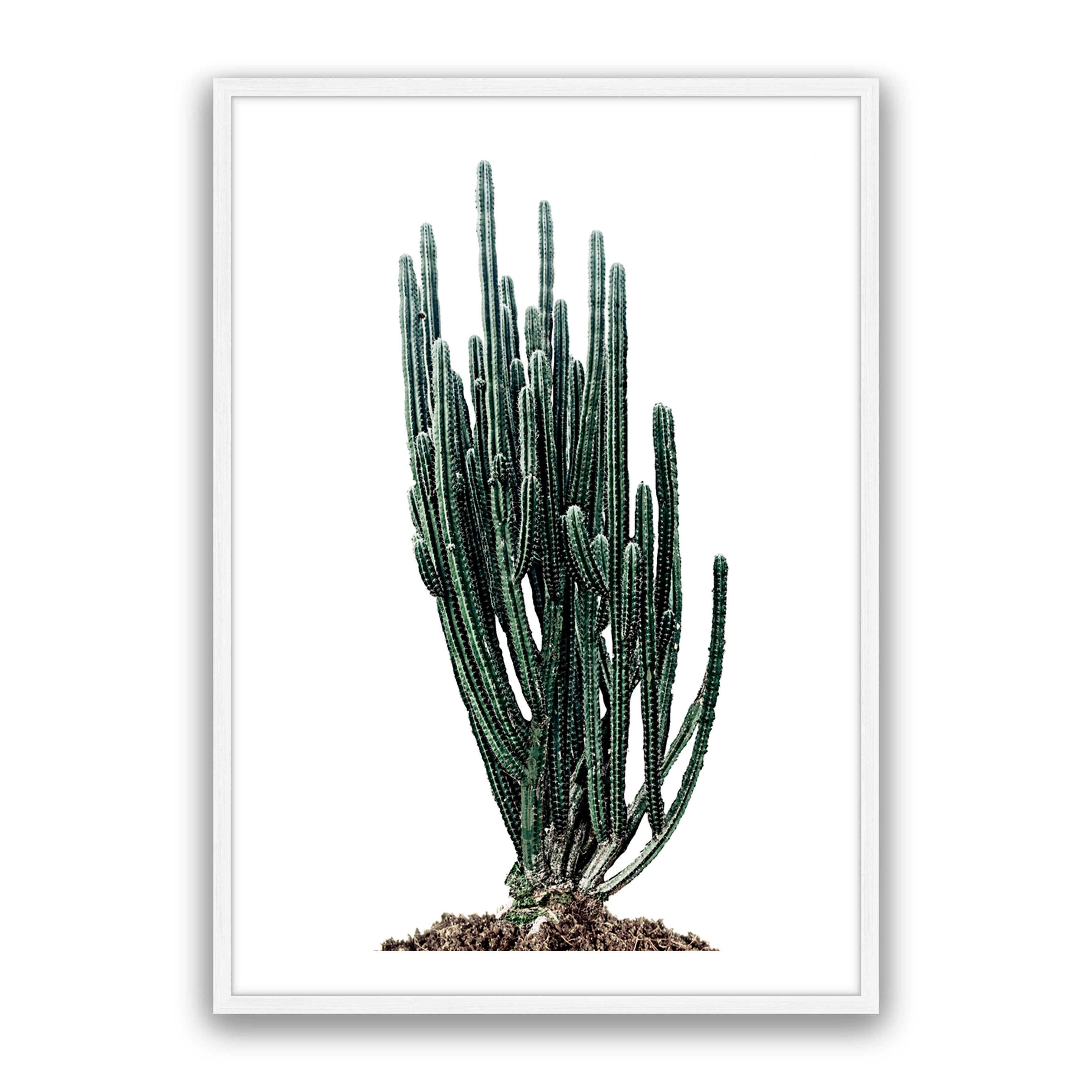 Sonoran Native
