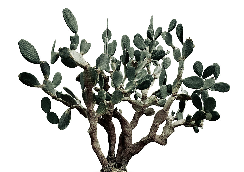 Prickly Pear