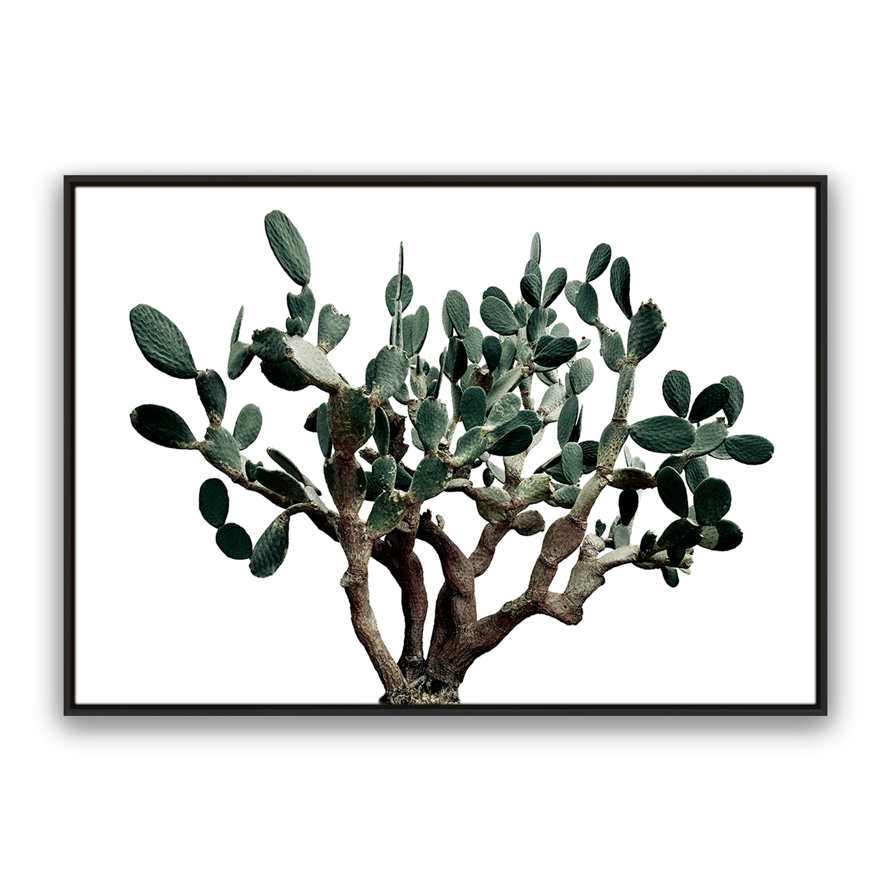 Prickly Pear