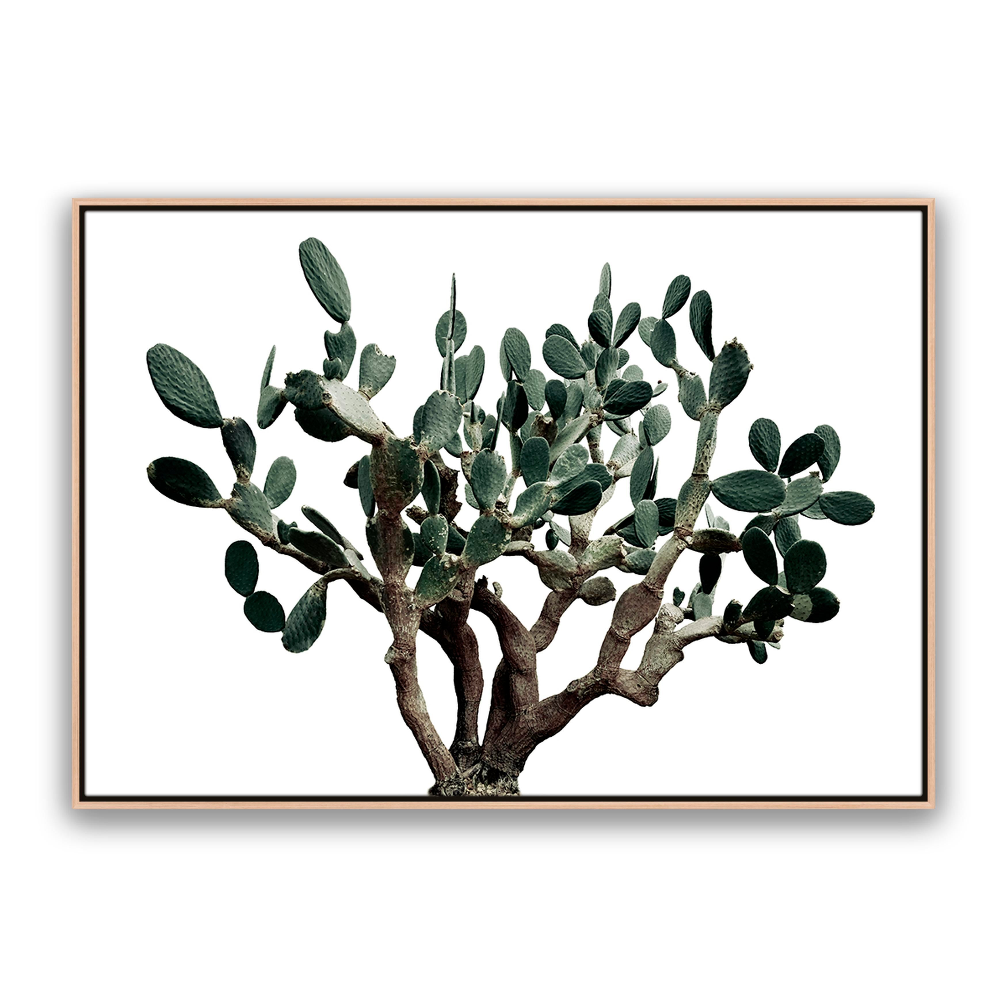 Prickly Pear