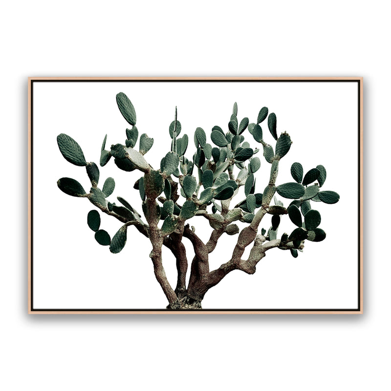 Prickly Pear