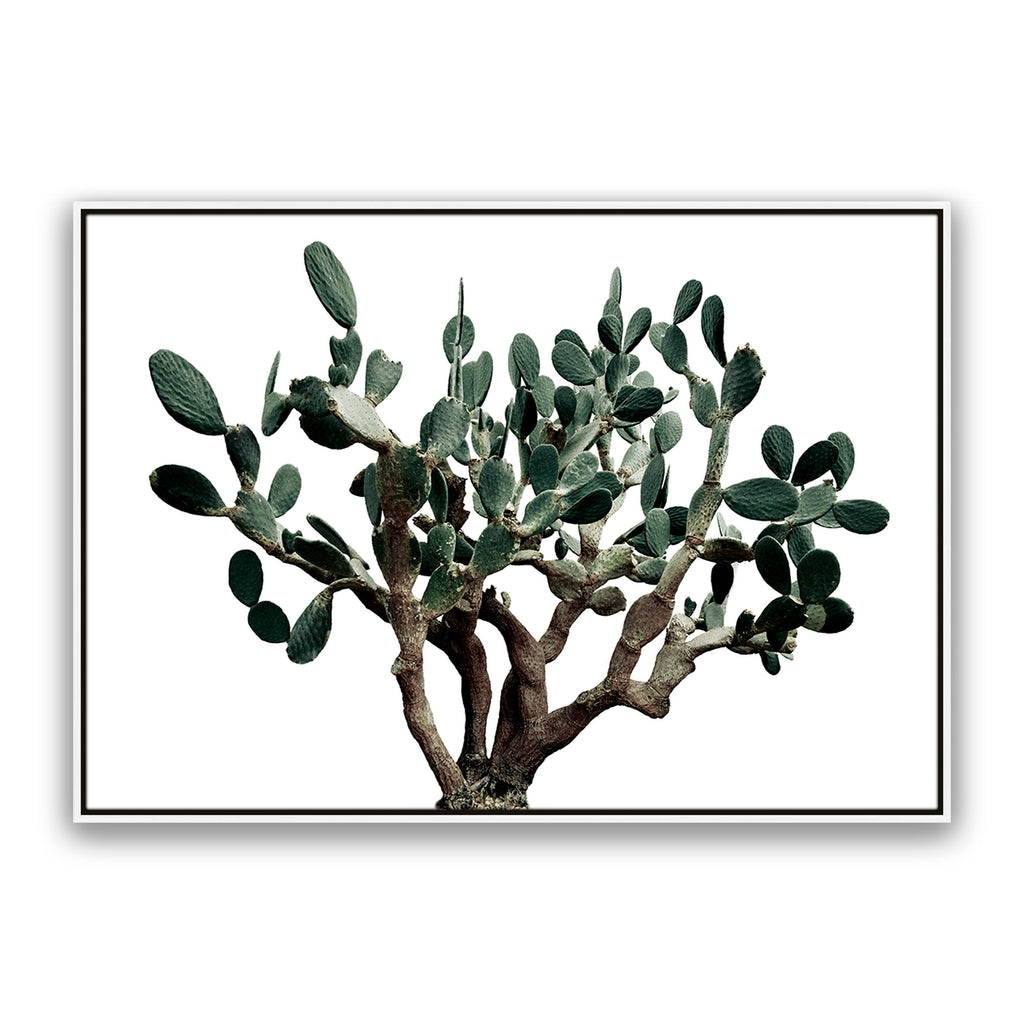 Prickly Pear