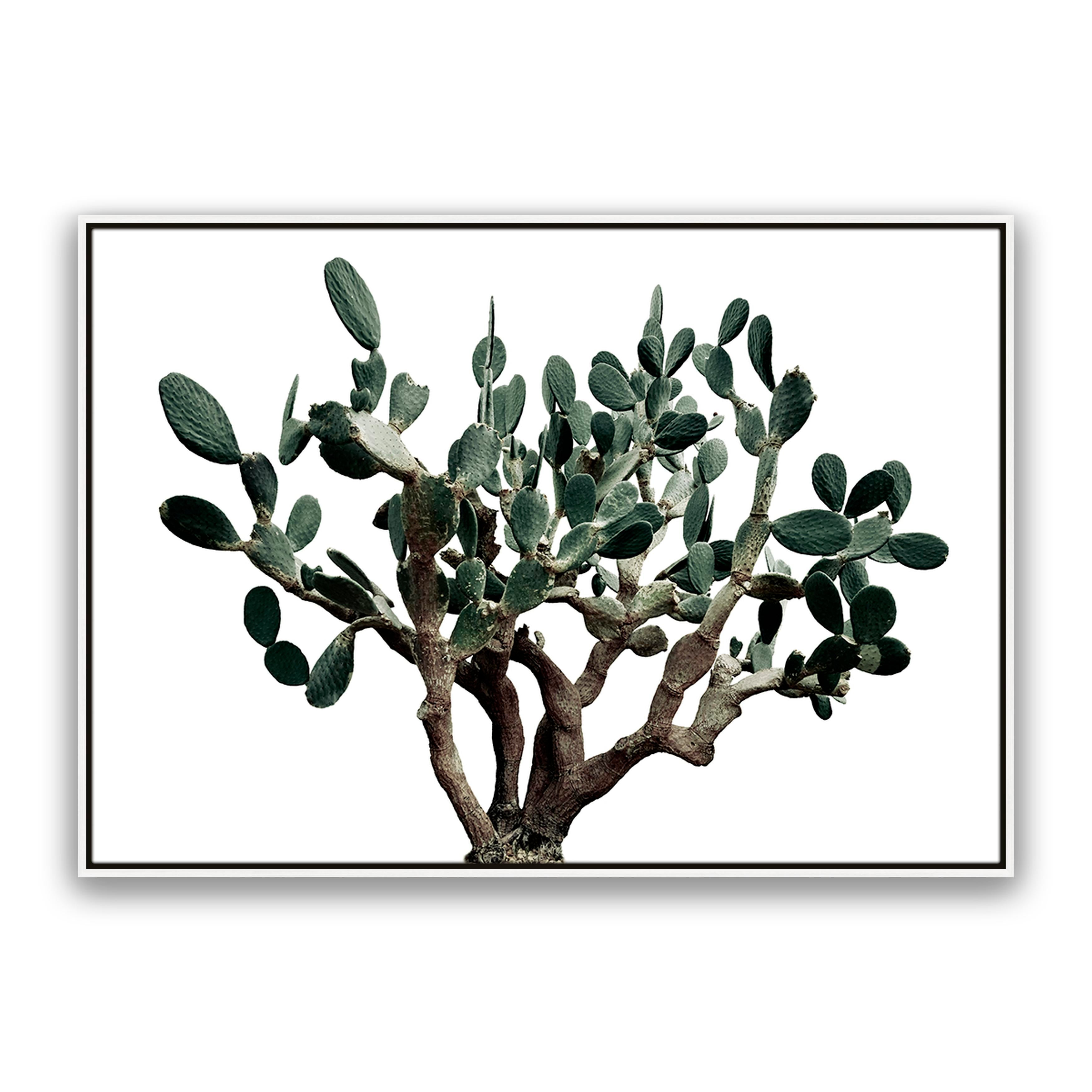 Prickly Pear