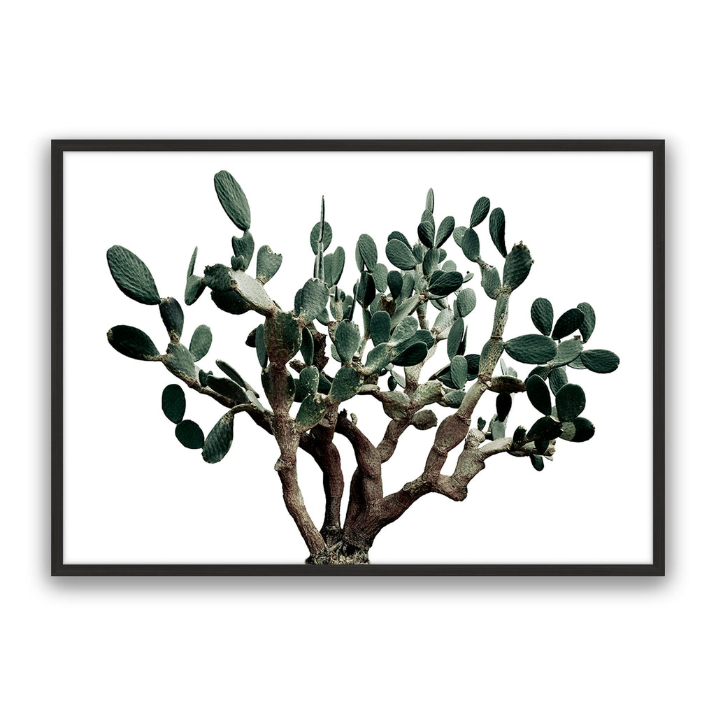 Prickly Pear
