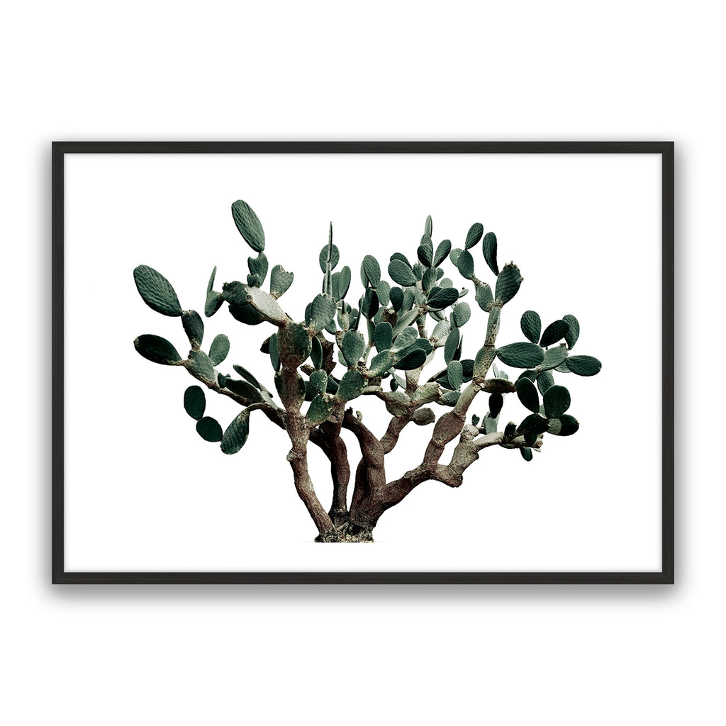 Prickly Pear
