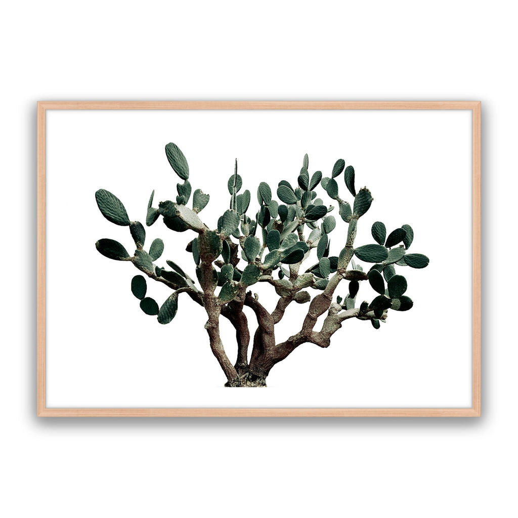 Prickly Pear