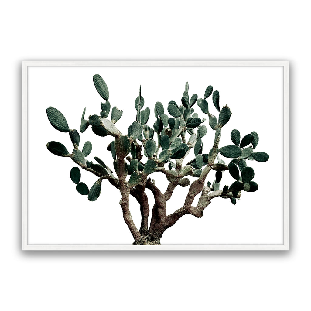 Prickly Pear