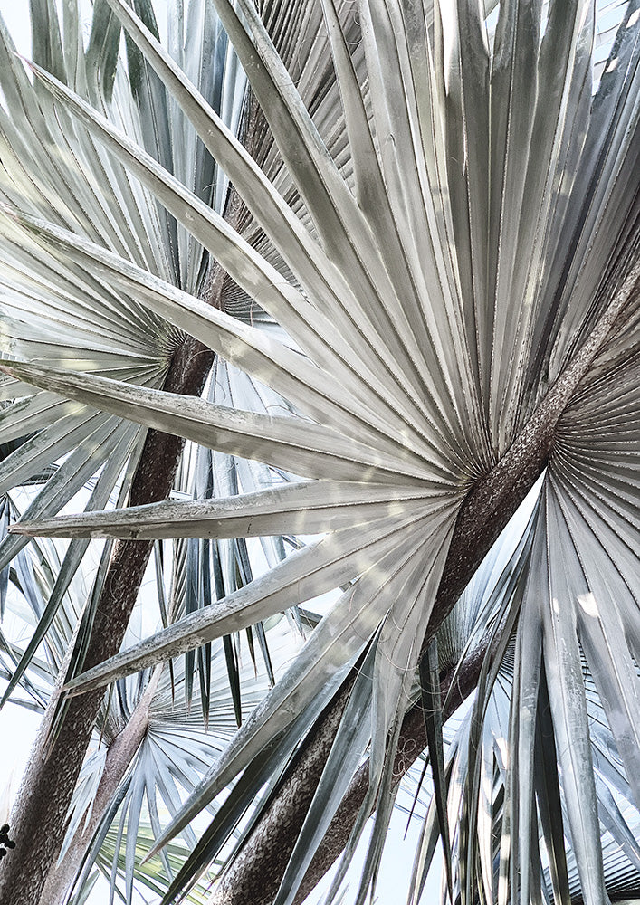 Palm Effect