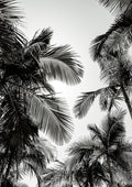 Sunset Palm Blk/Wht