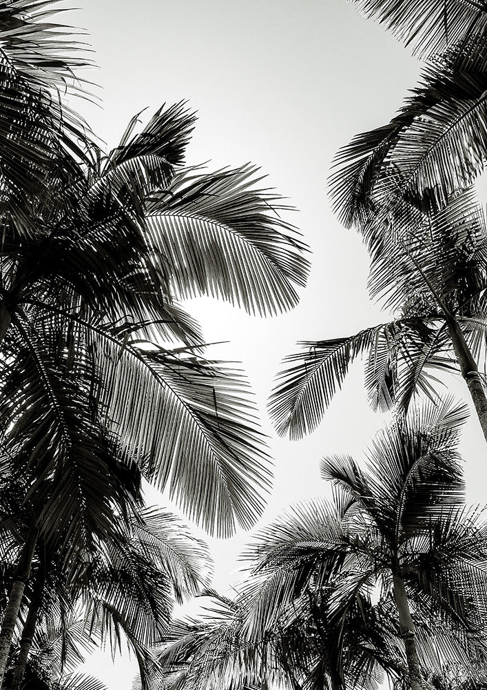 Sunset Palm Blk/Wht