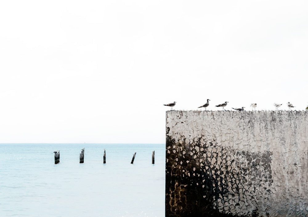 Birds View