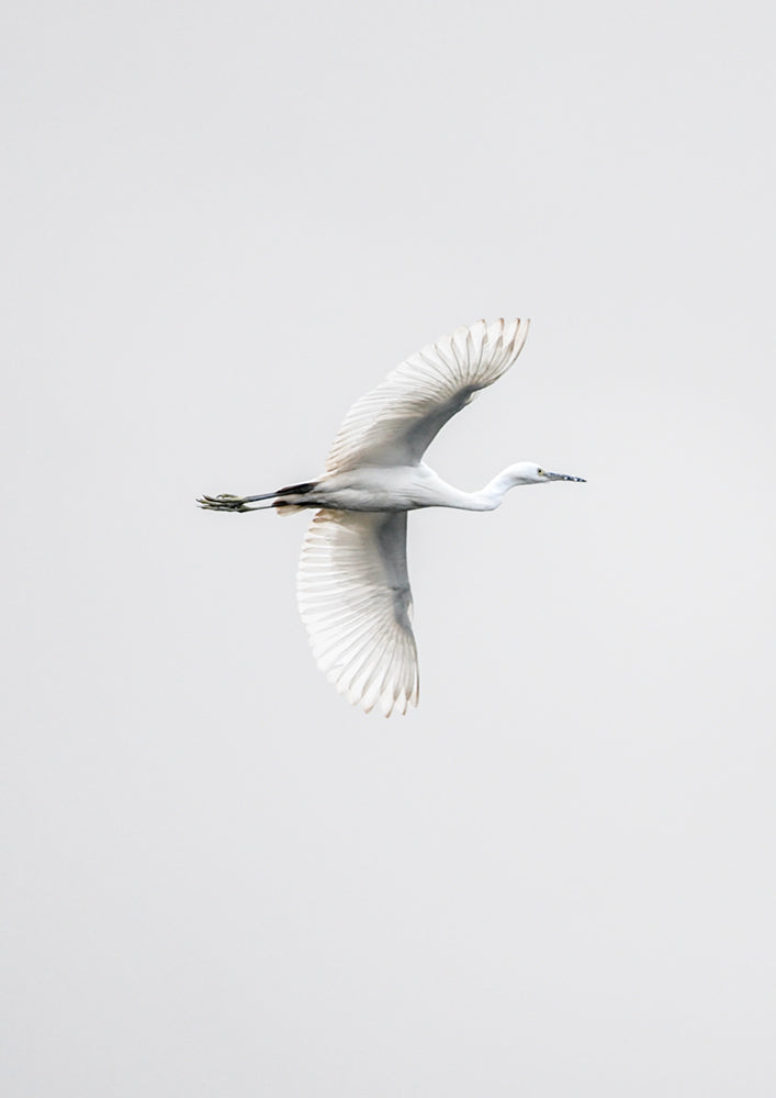 In Flight