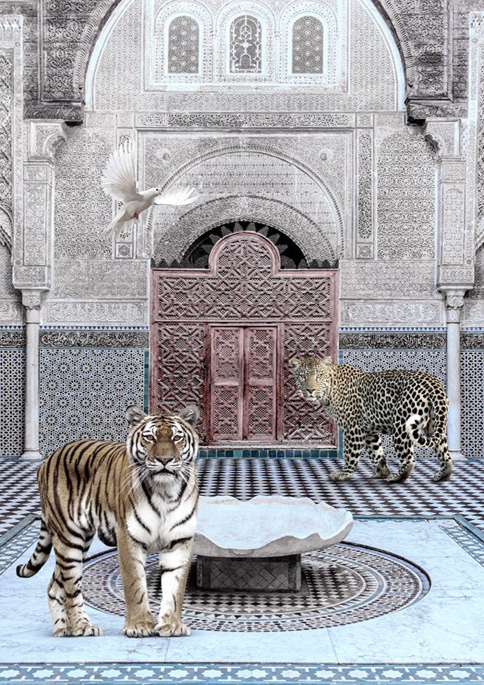 Morrocan Cat Club