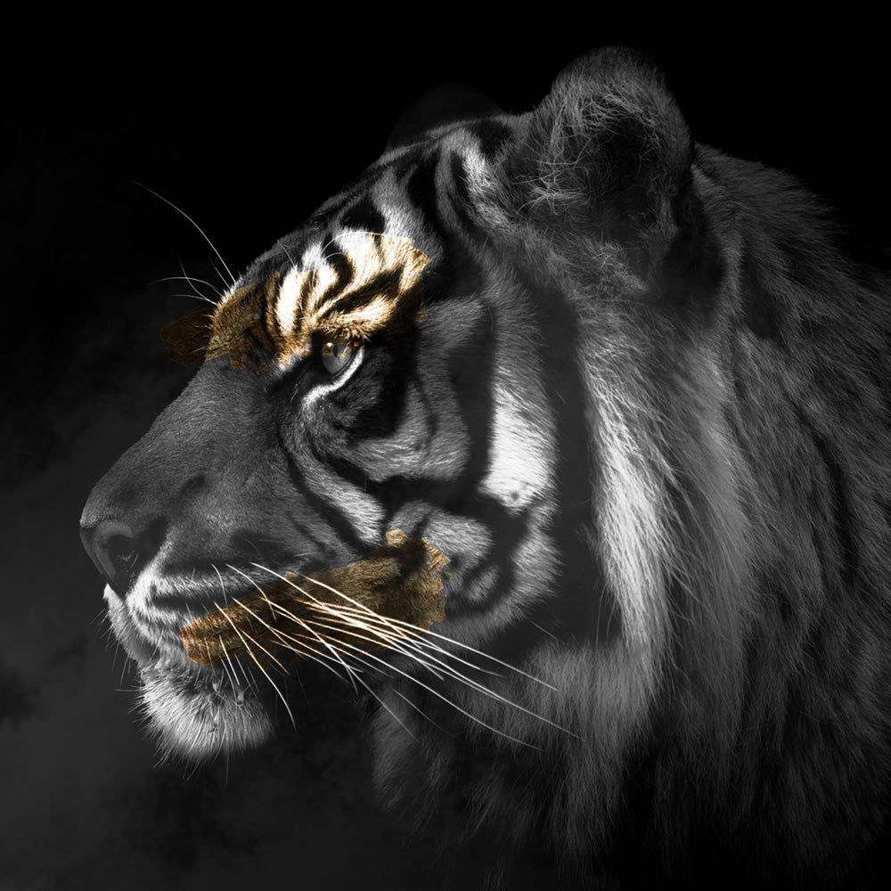 Tiger Gold Square
