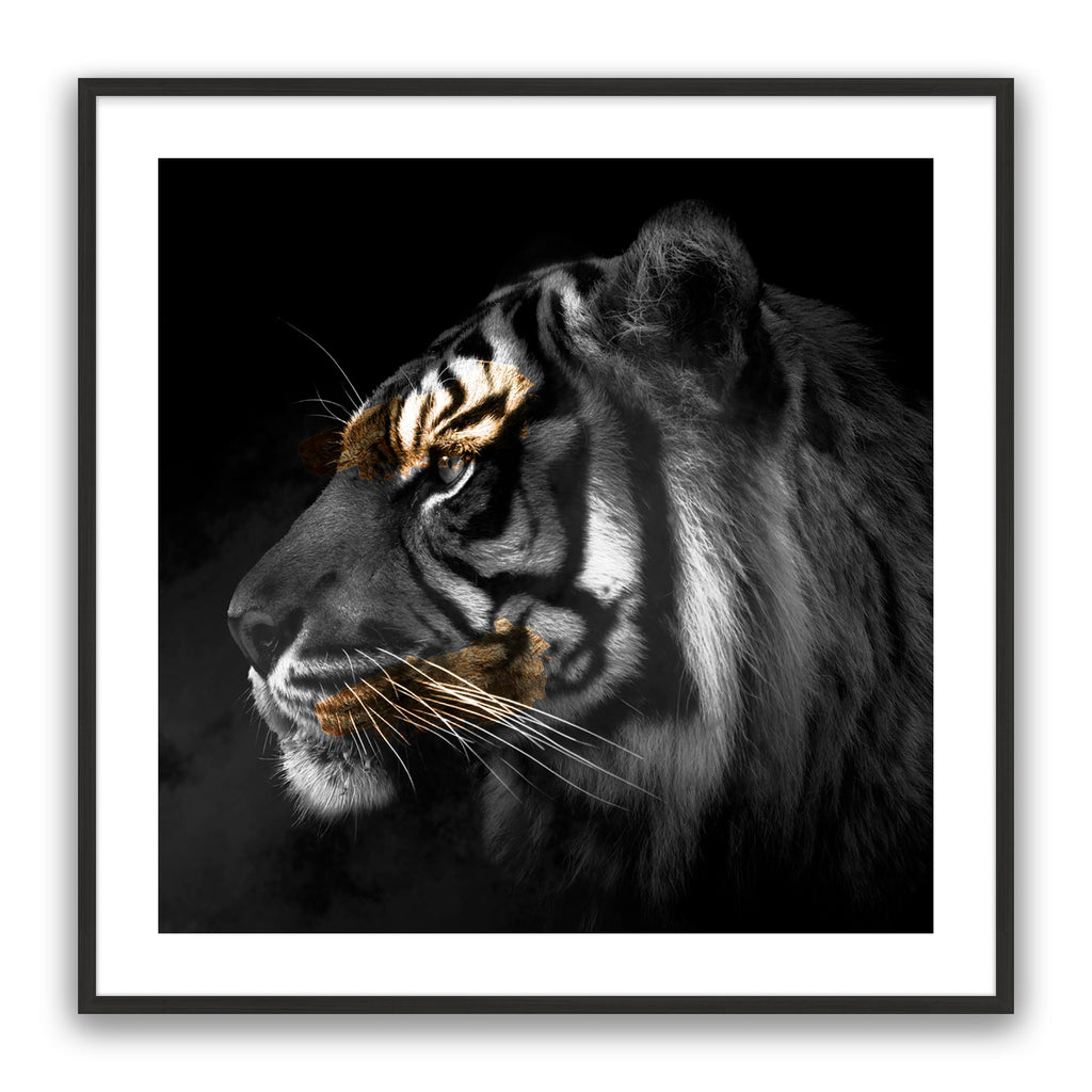 Tiger Gold Square