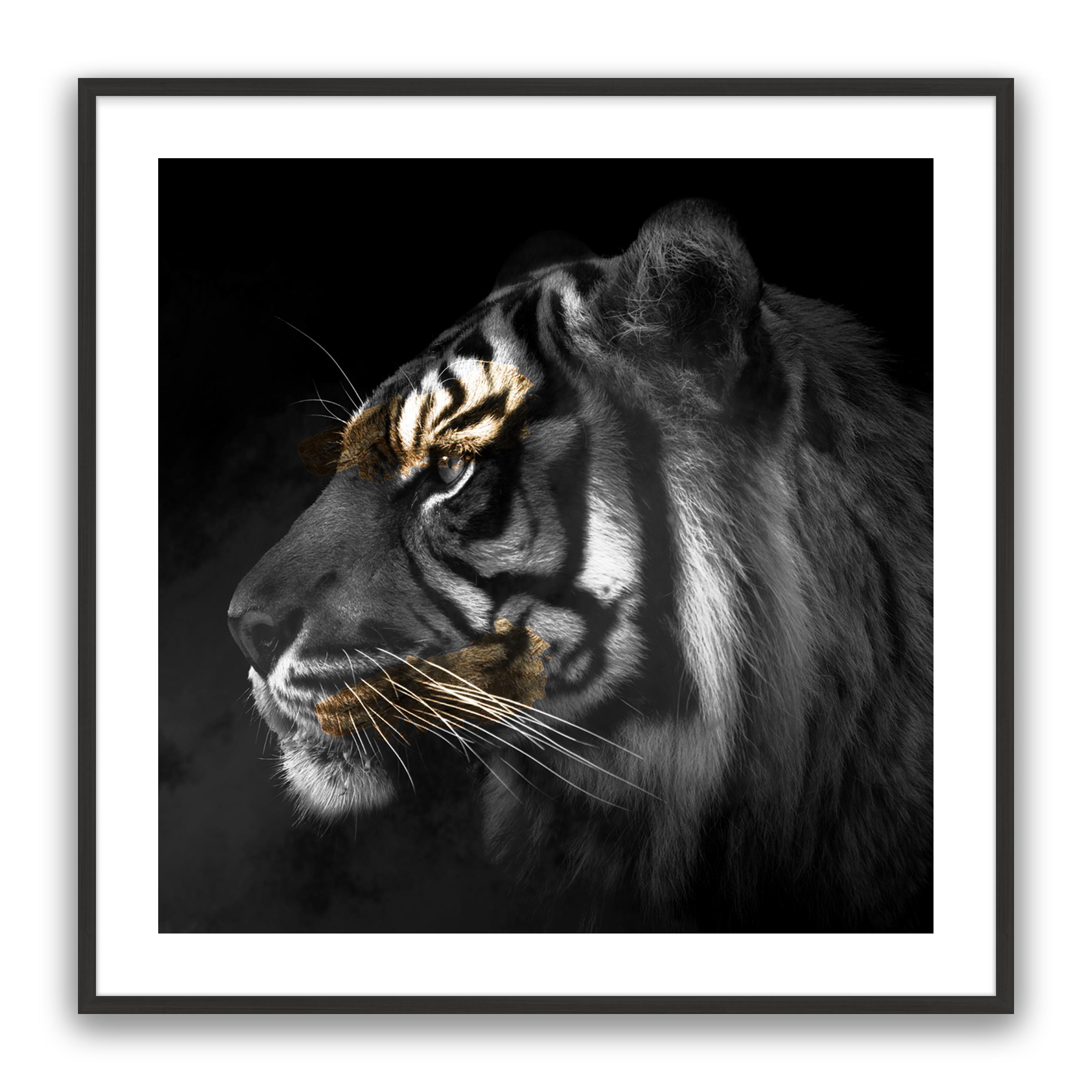 Tiger Gold Square
