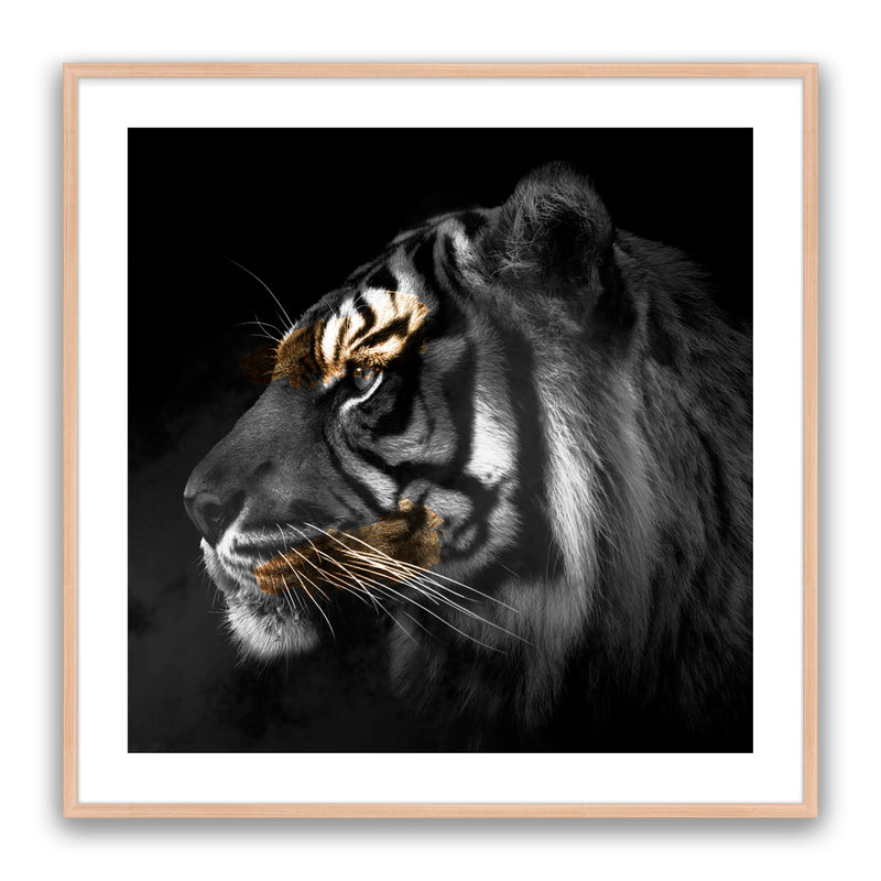 Tiger Gold Square