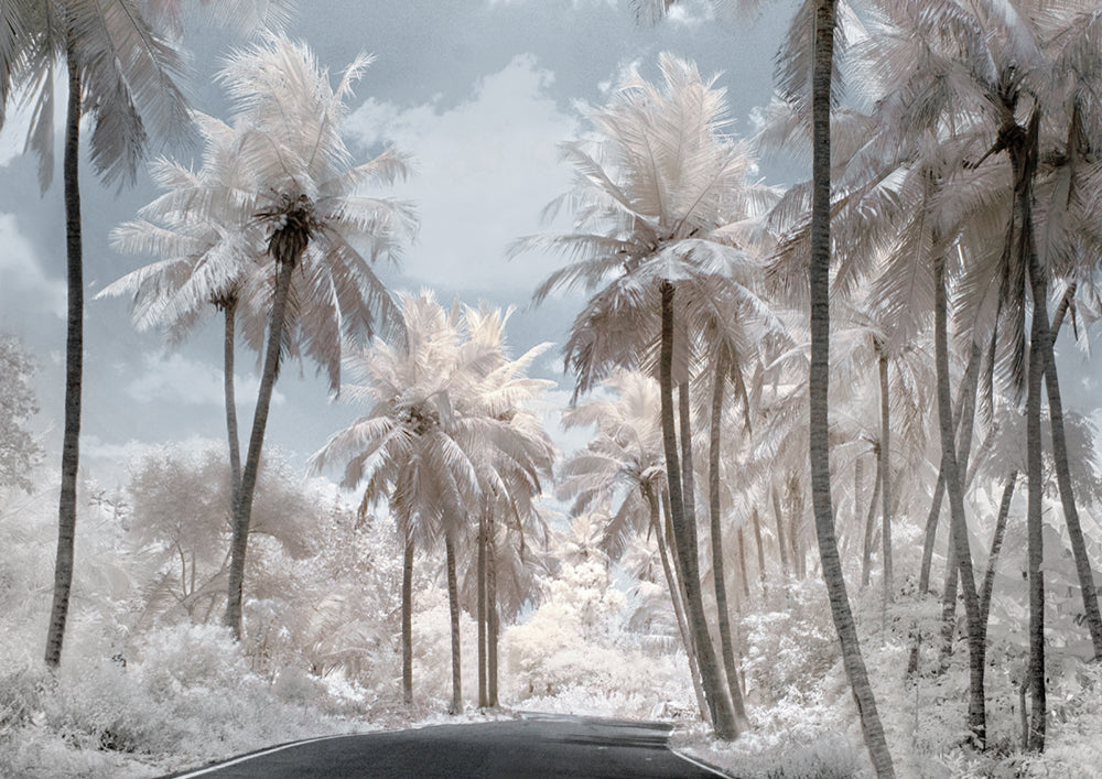 White Dream