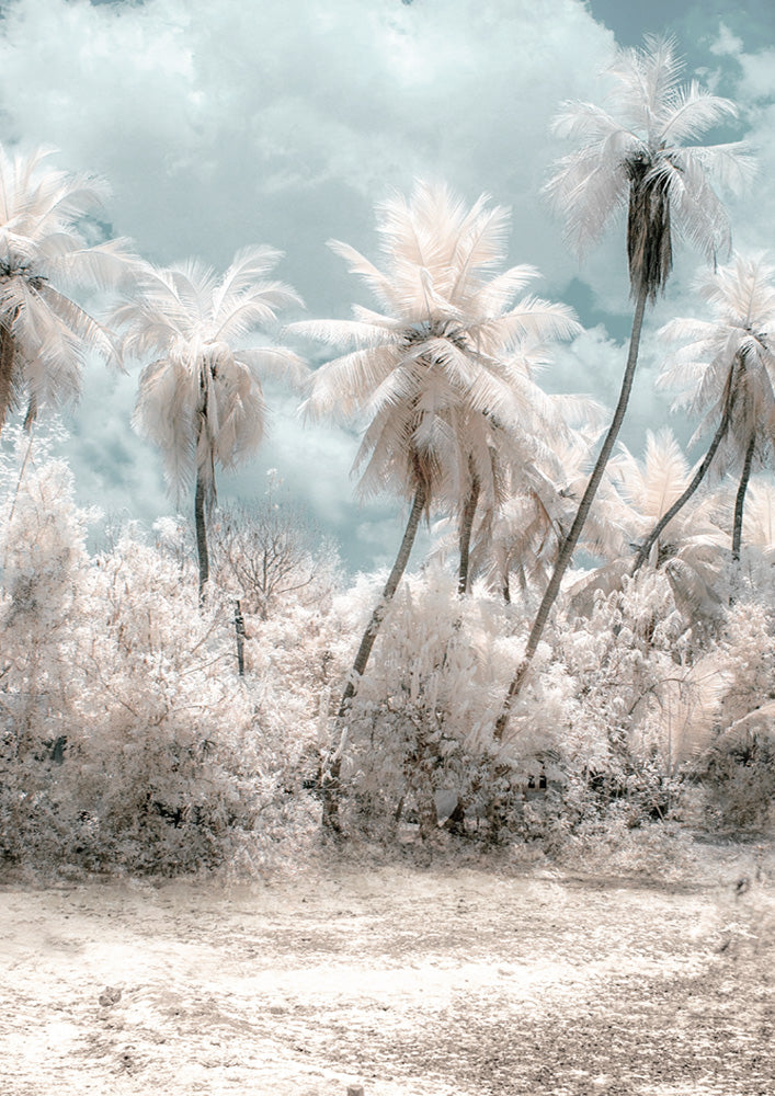 Soft Palms