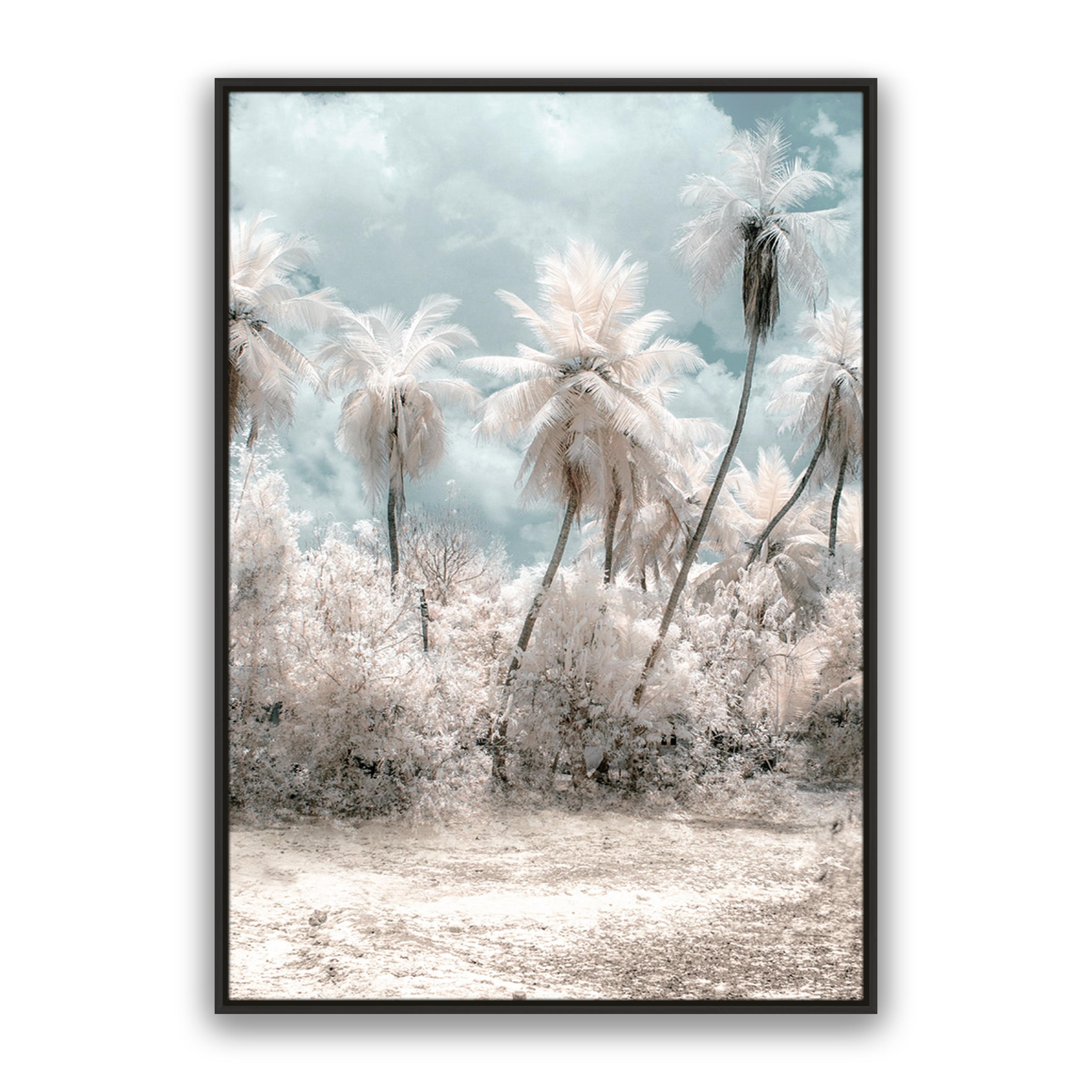 Soft Palms