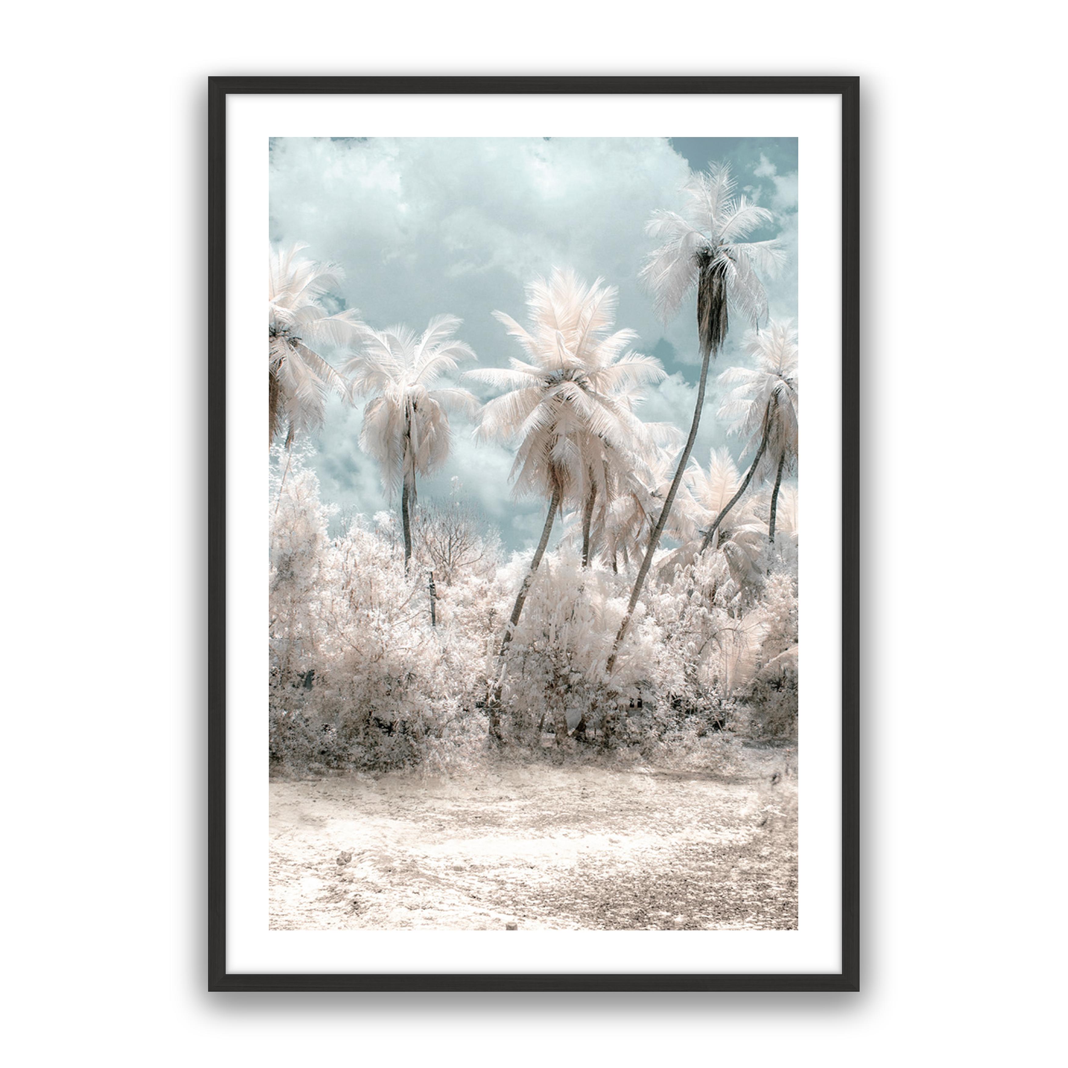 Soft Palms