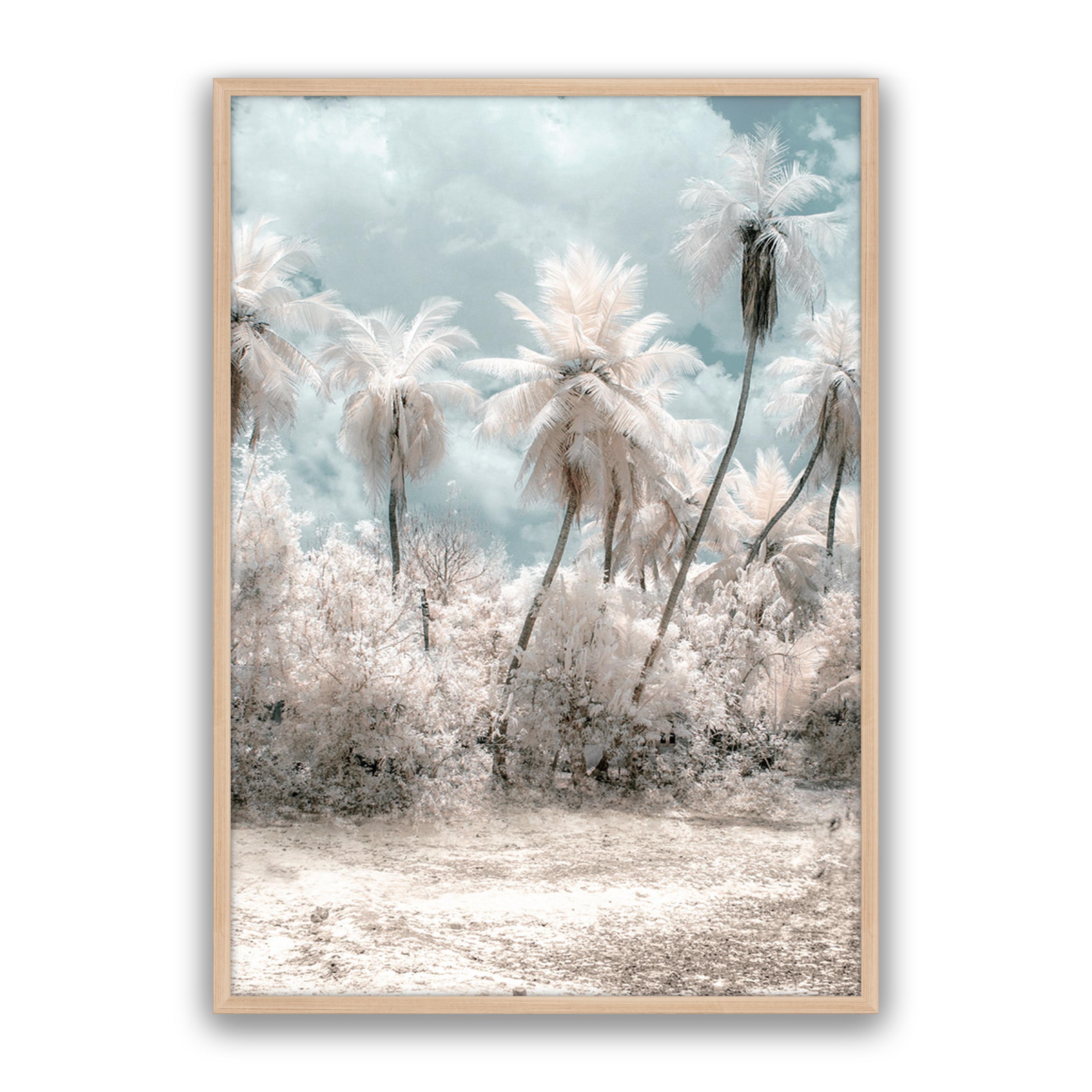 Soft Palms