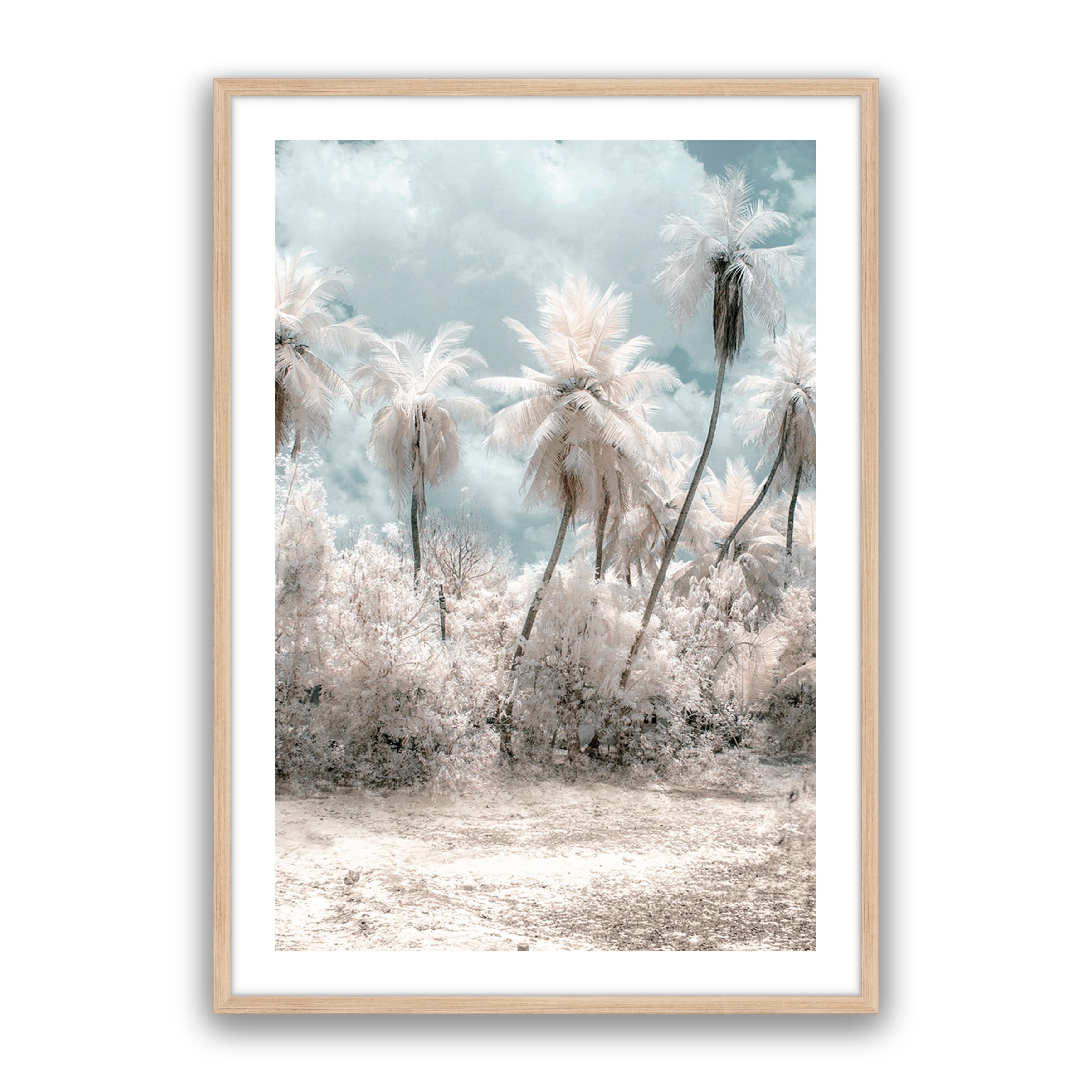 Soft Palms