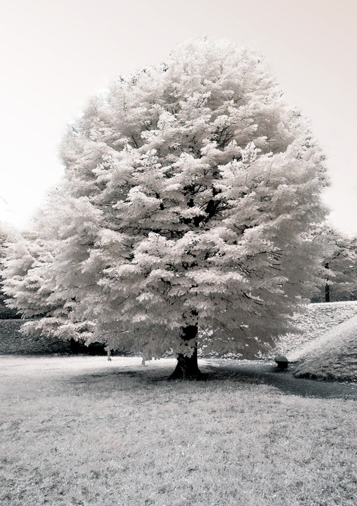 White Blossom