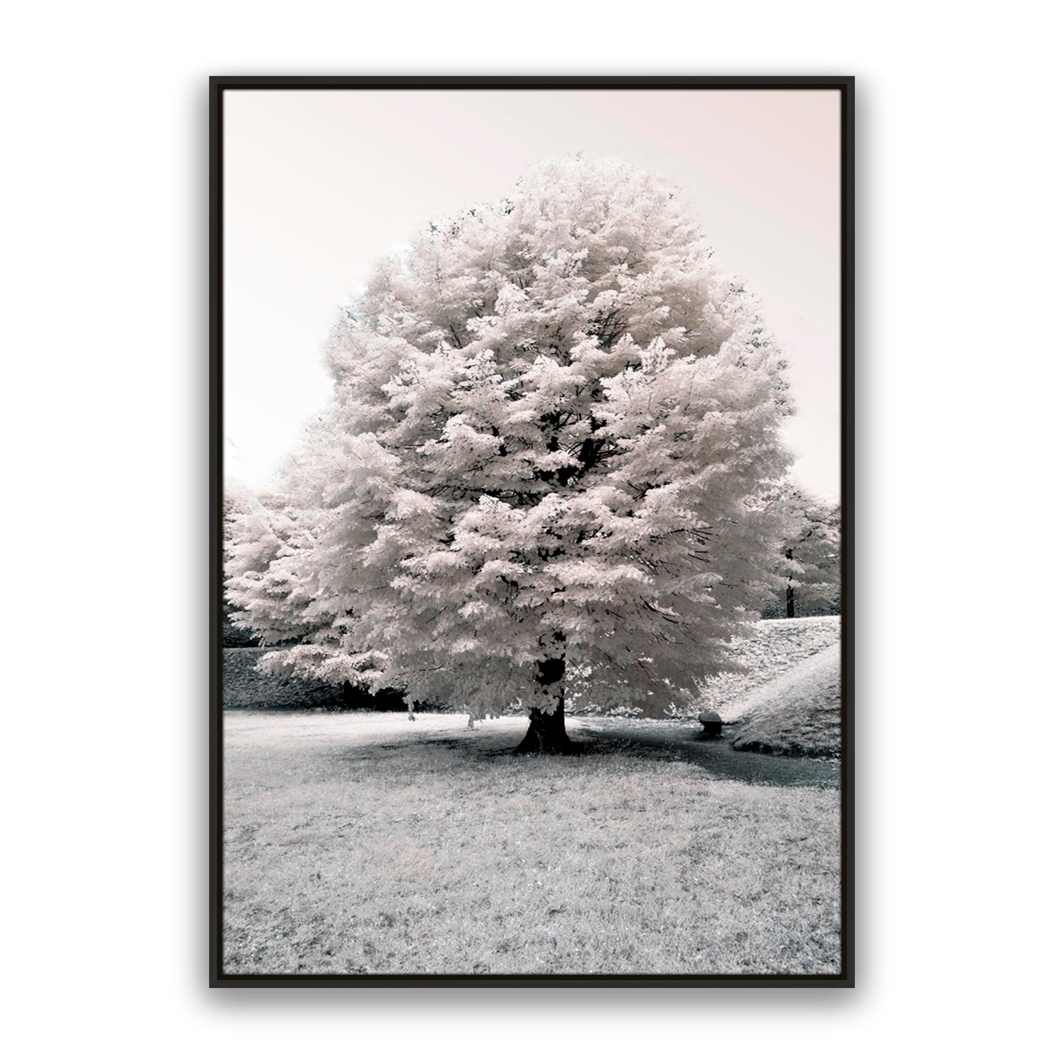 White Blossom