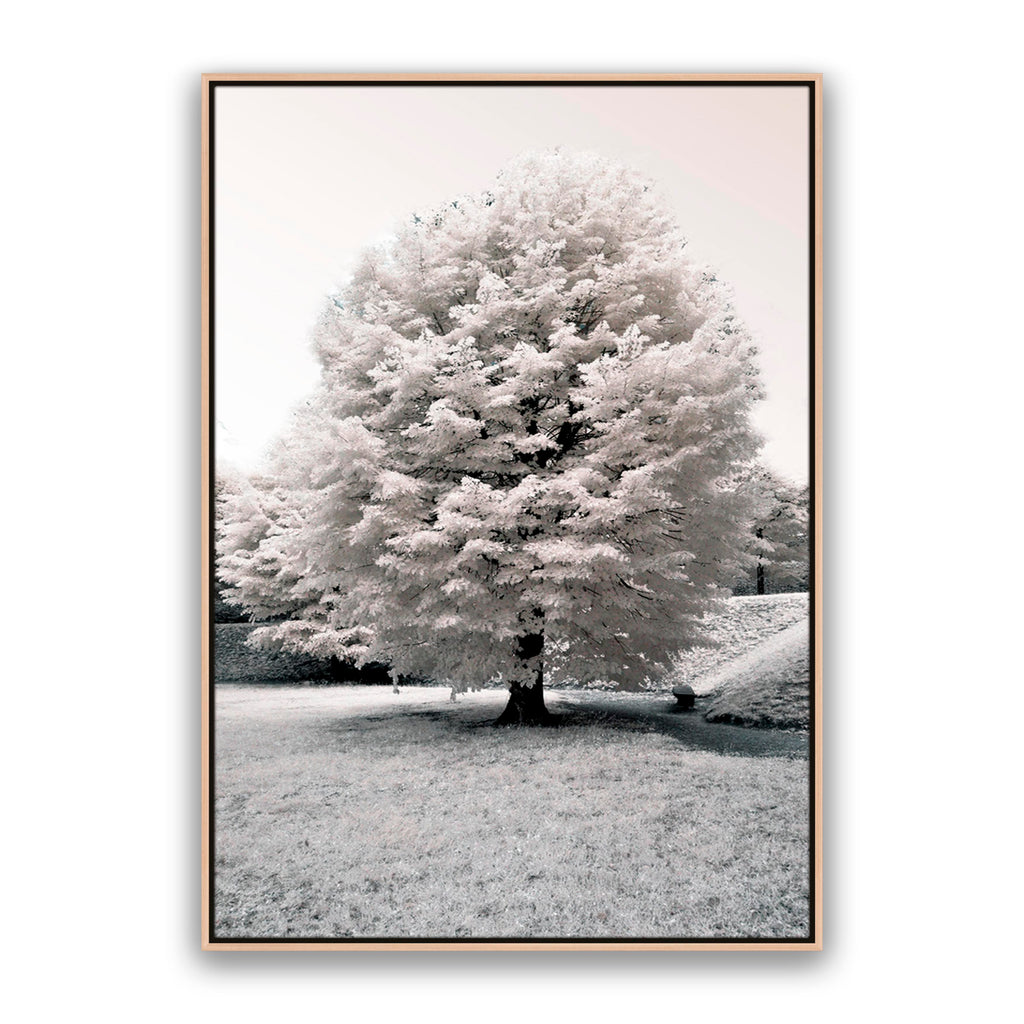 White Blossom