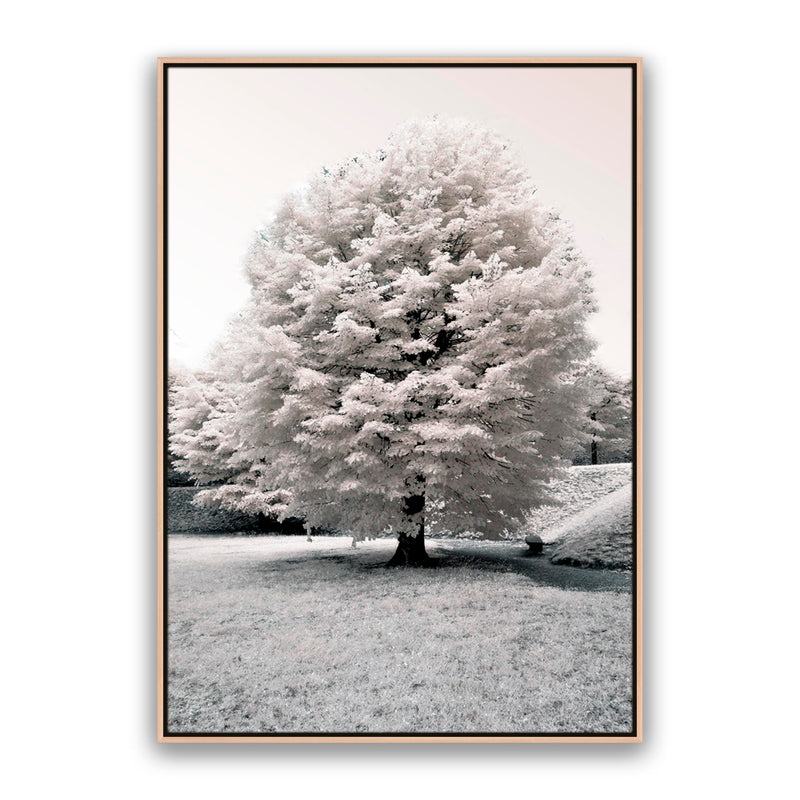 White Blossom