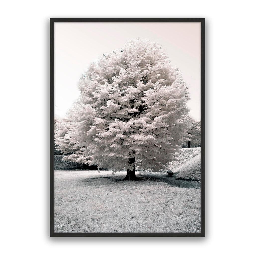 White Blossom