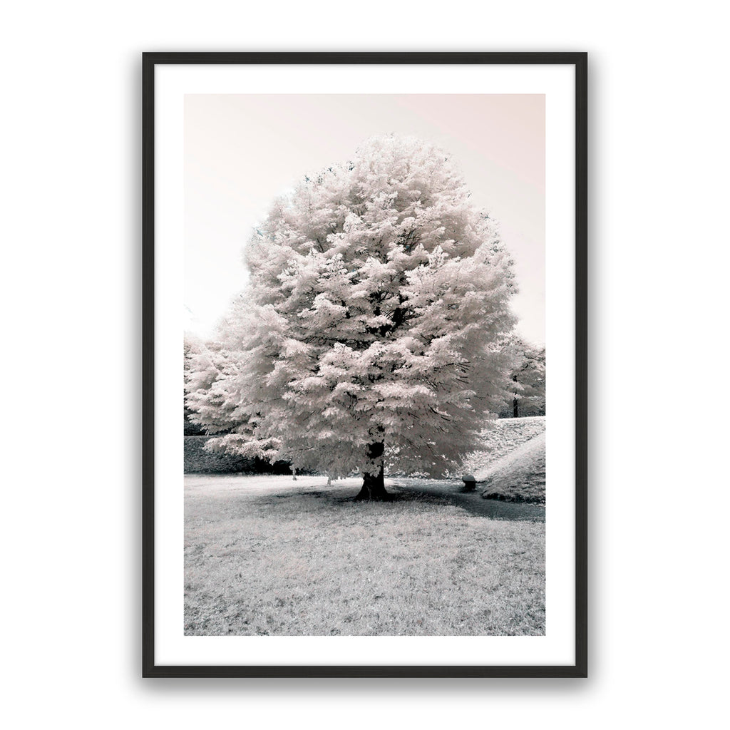 White Blossom