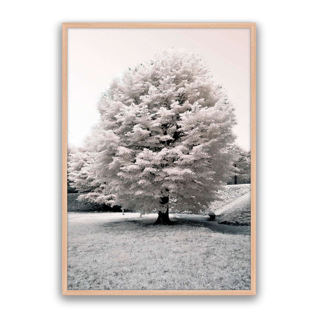 White Blossom