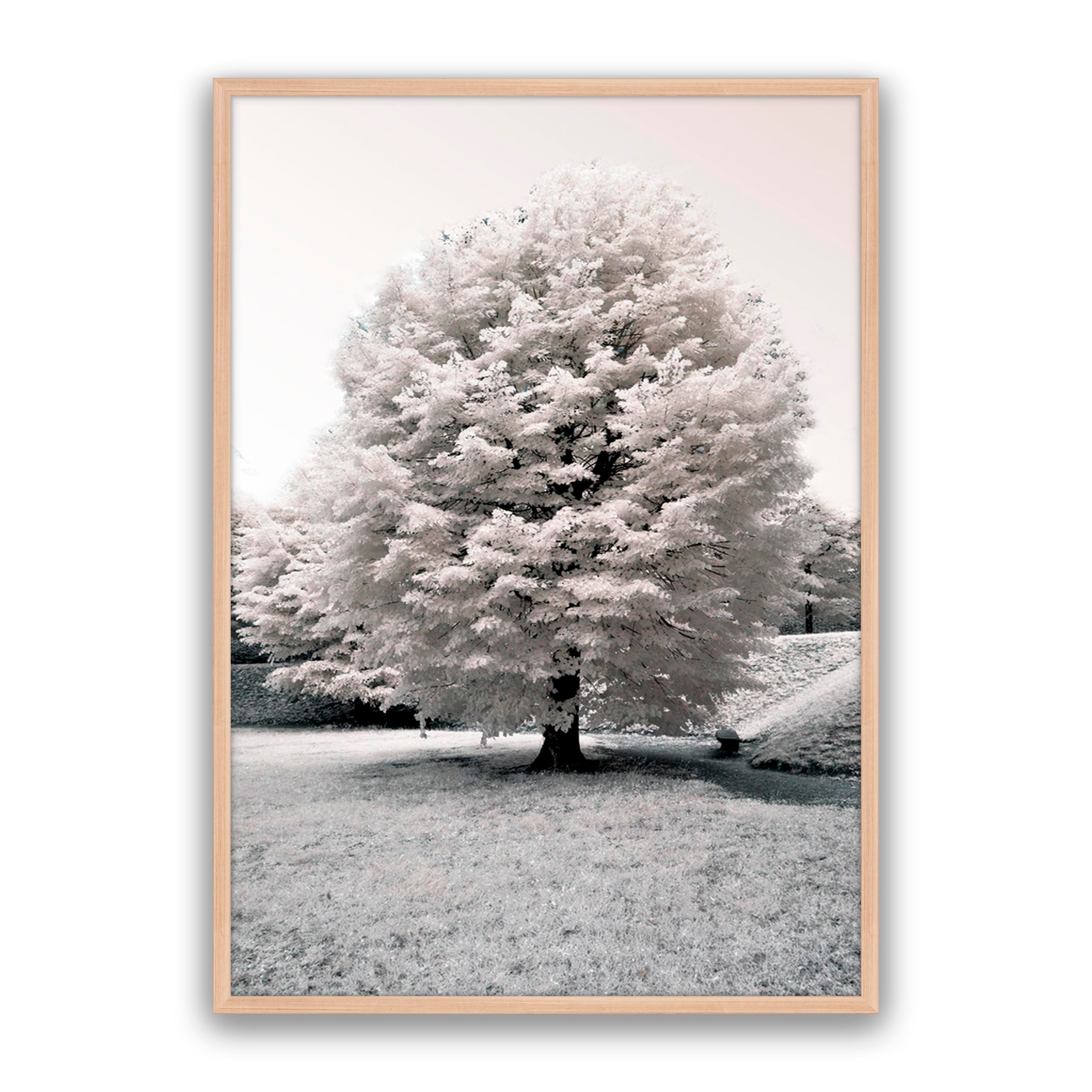 White Blossom