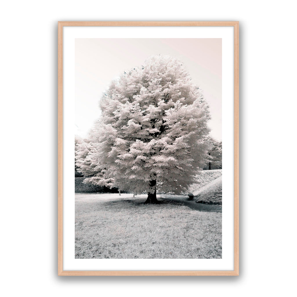 White Blossom