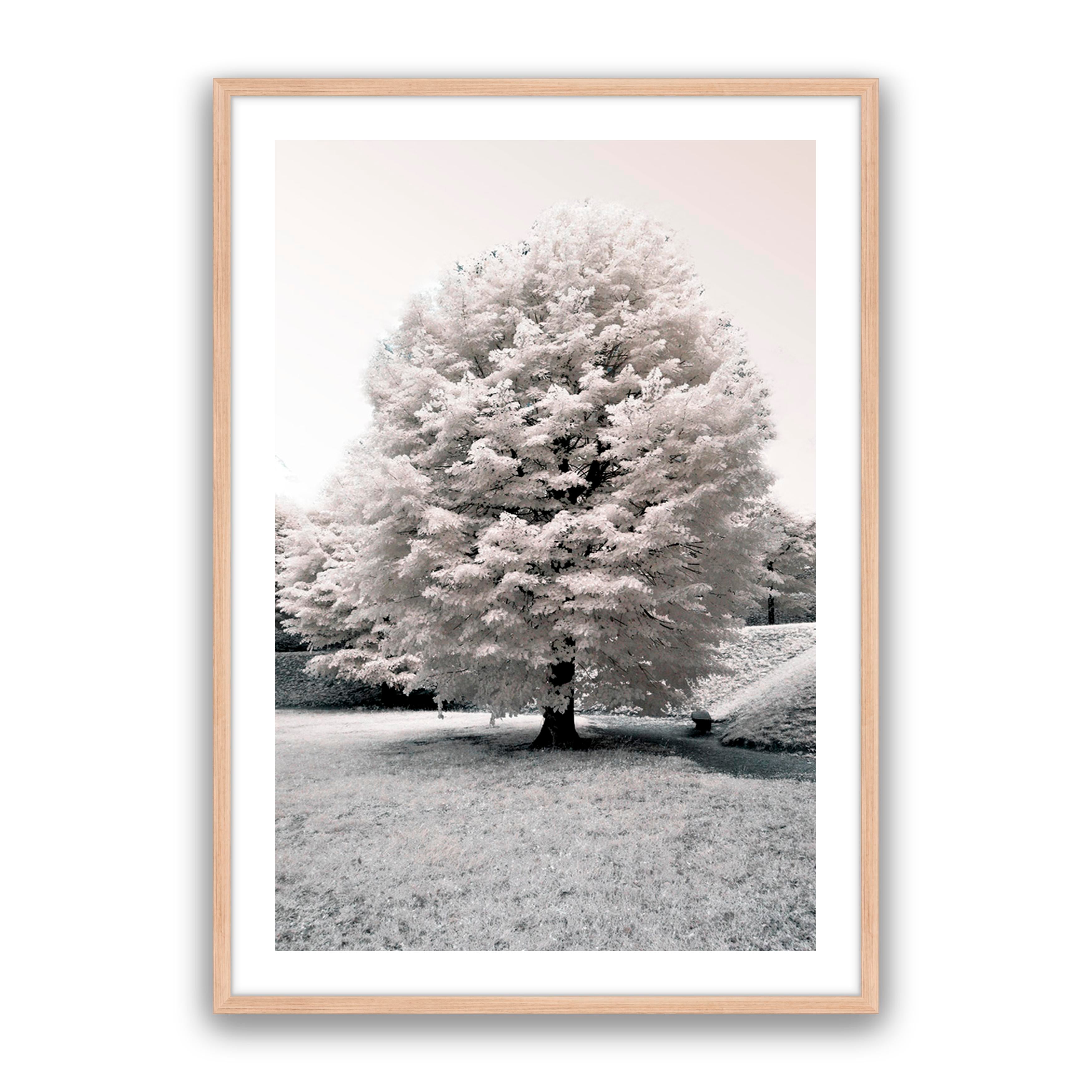 White Blossom