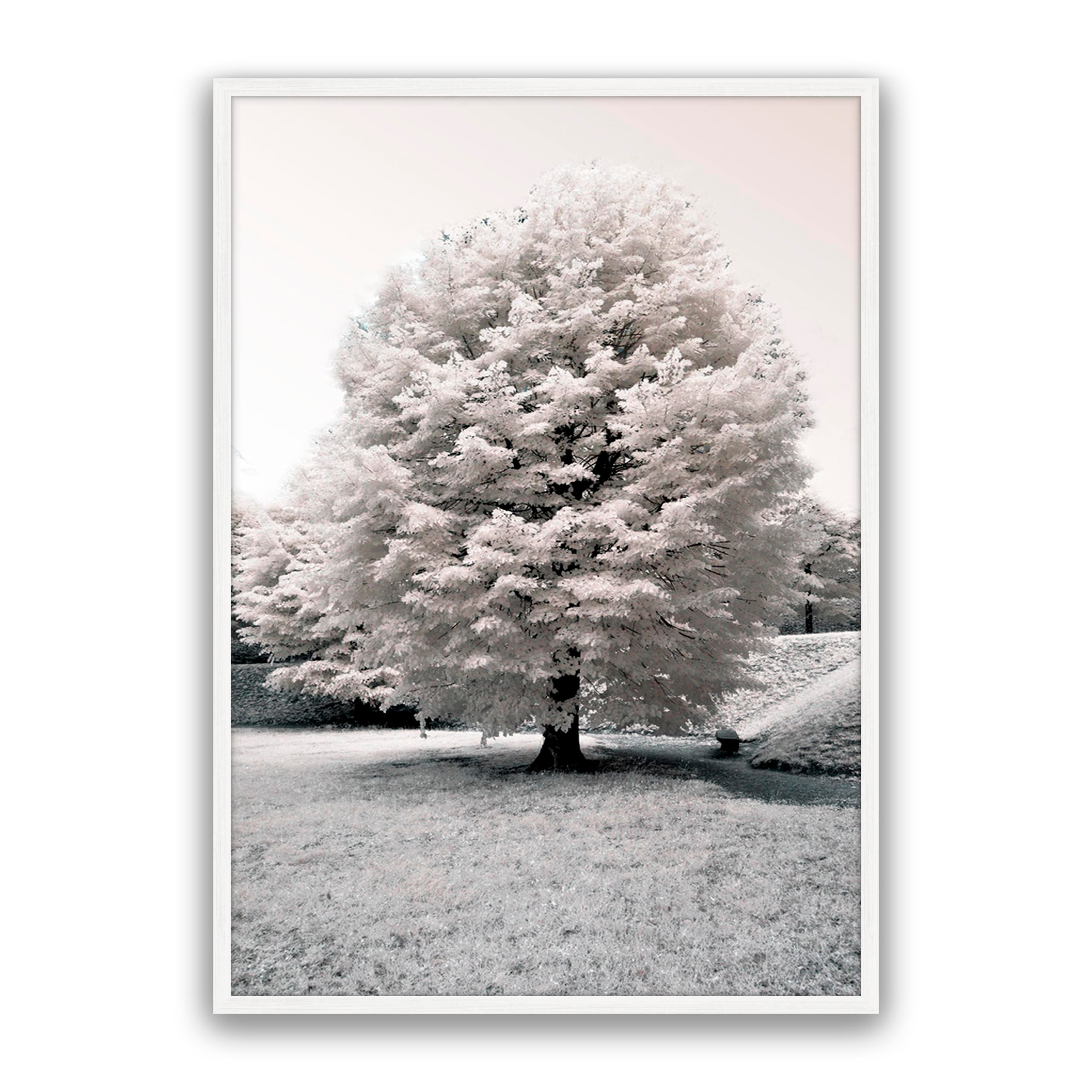 White Blossom