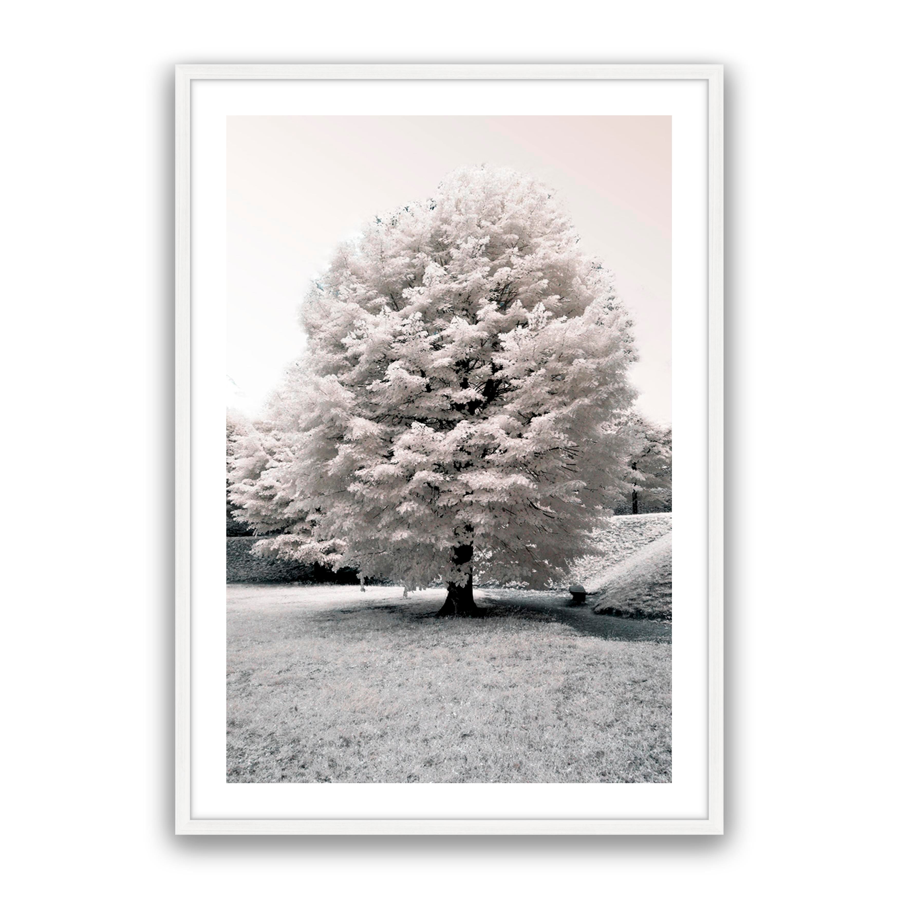 White Blossom
