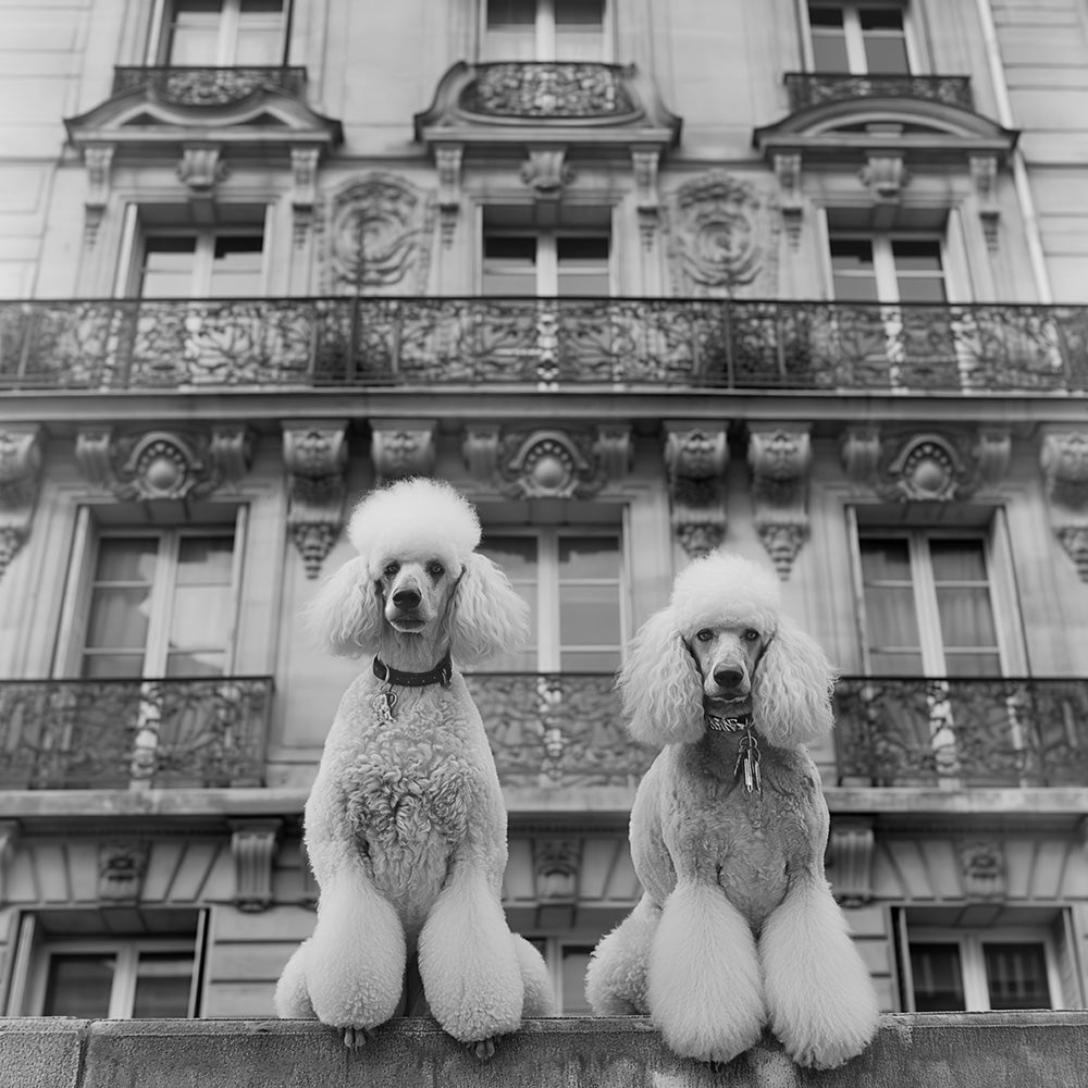 French Poodles