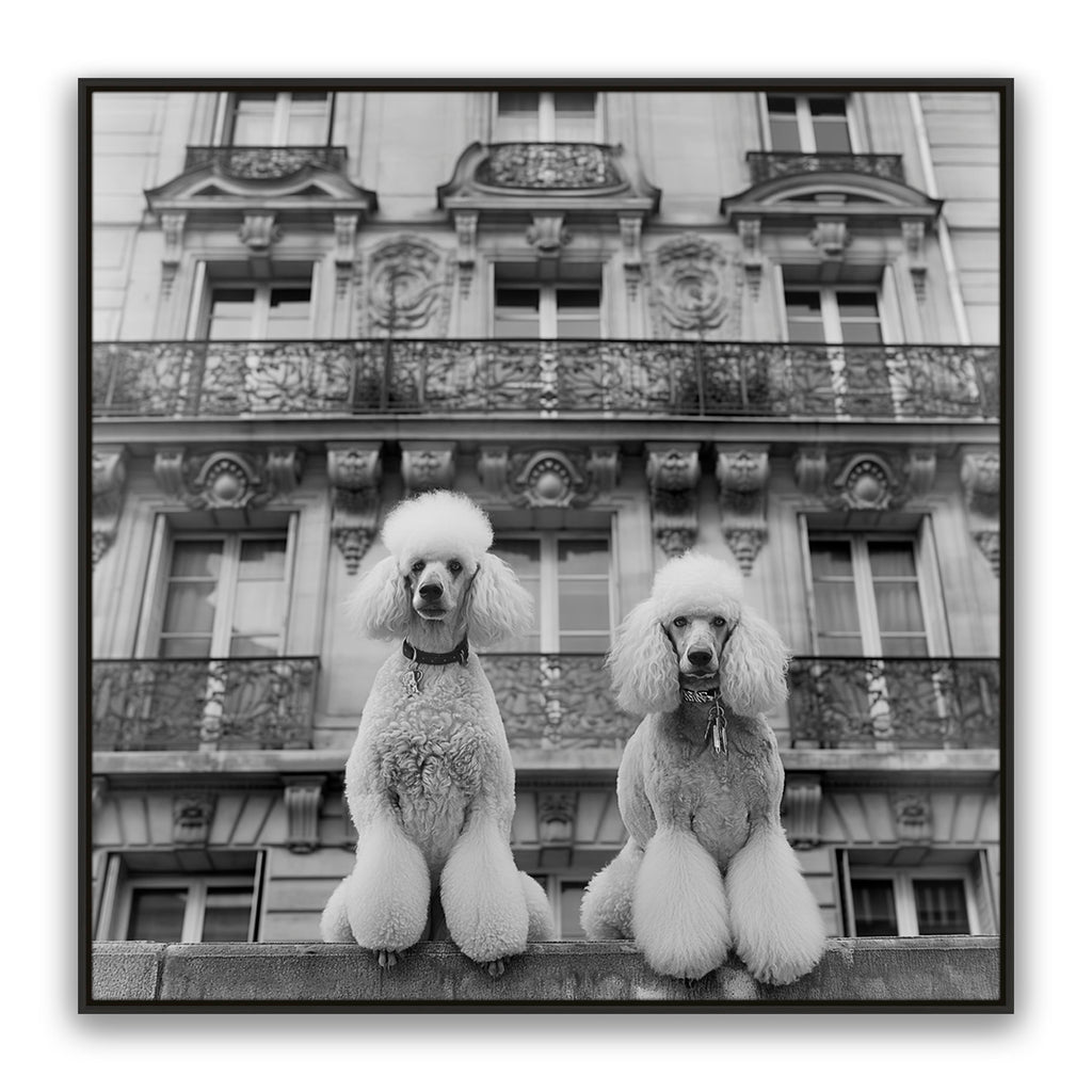 French Poodles