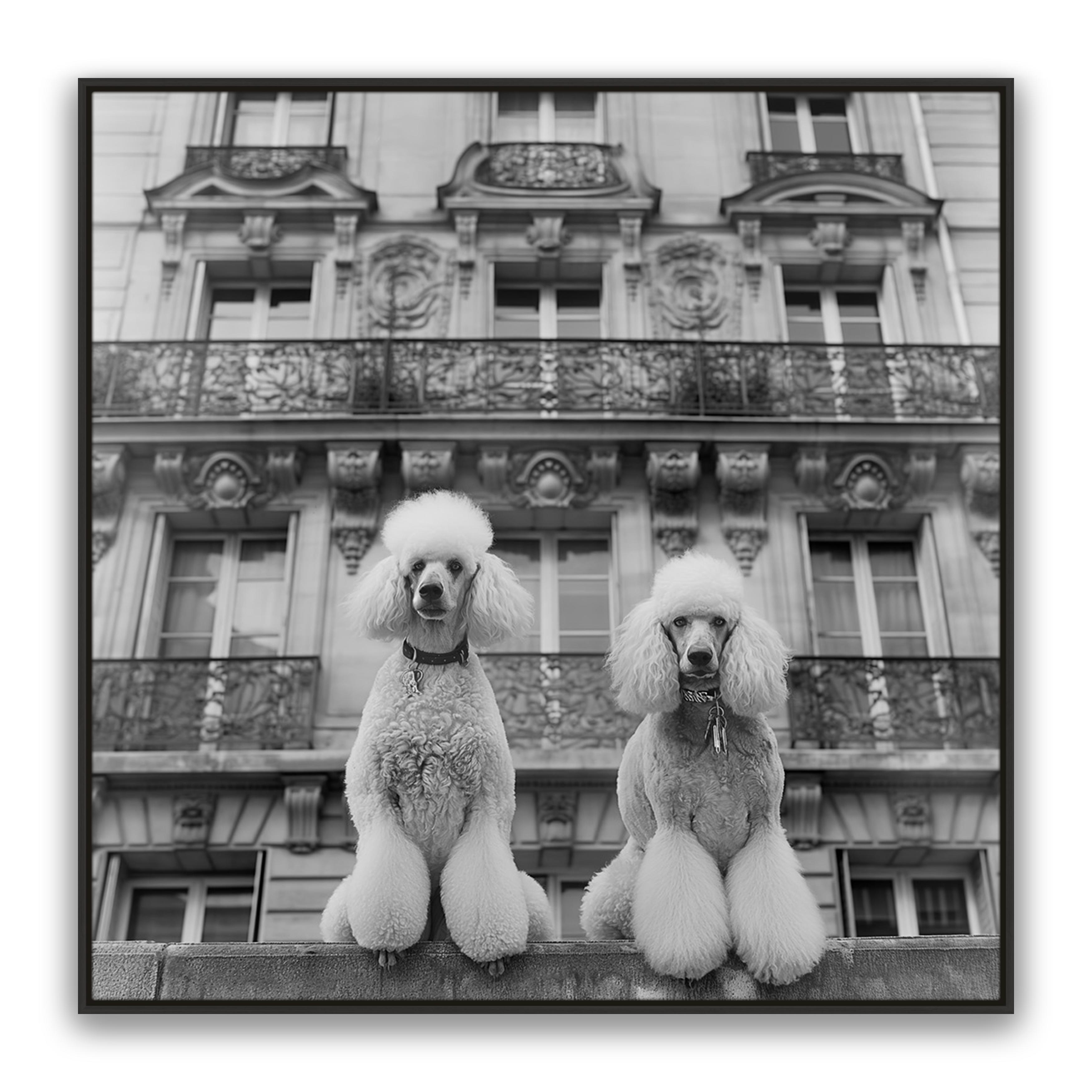 French Poodles