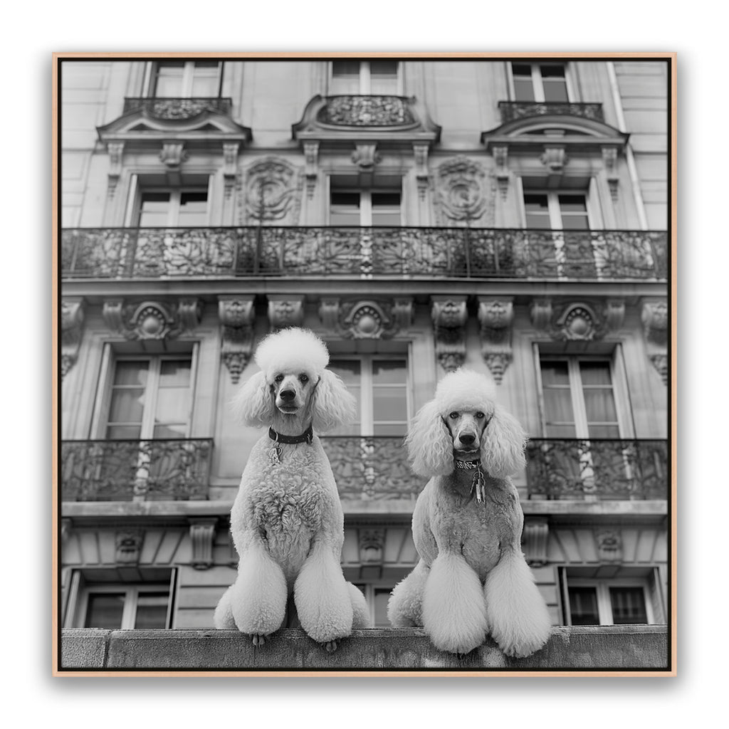 French Poodles