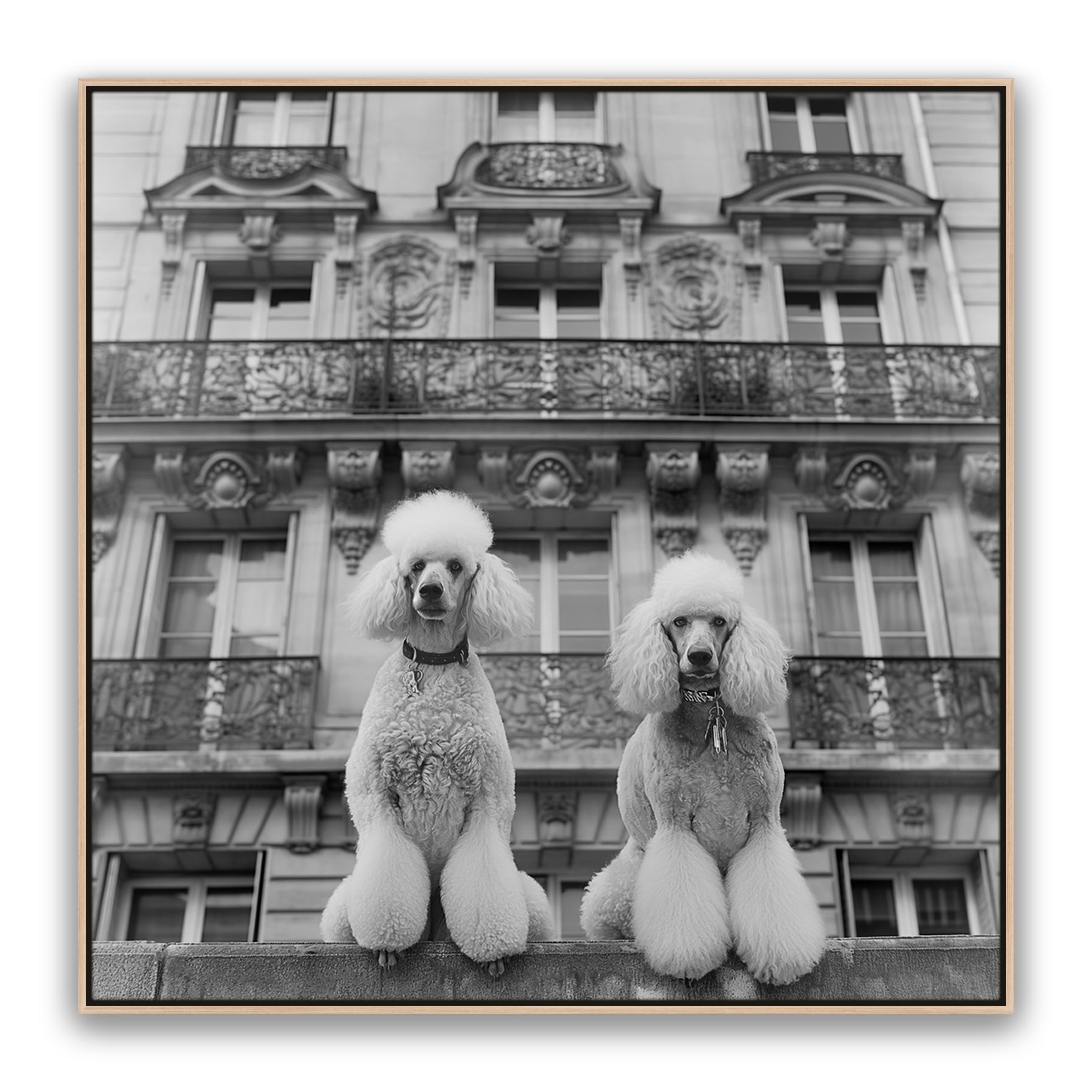 French Poodles