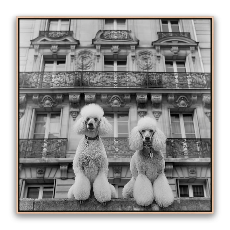 French Poodles