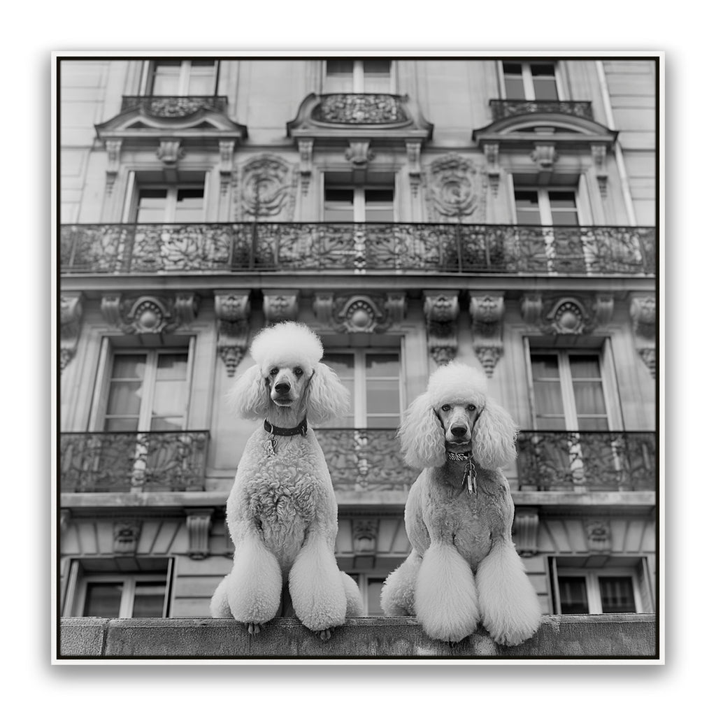 French Poodles