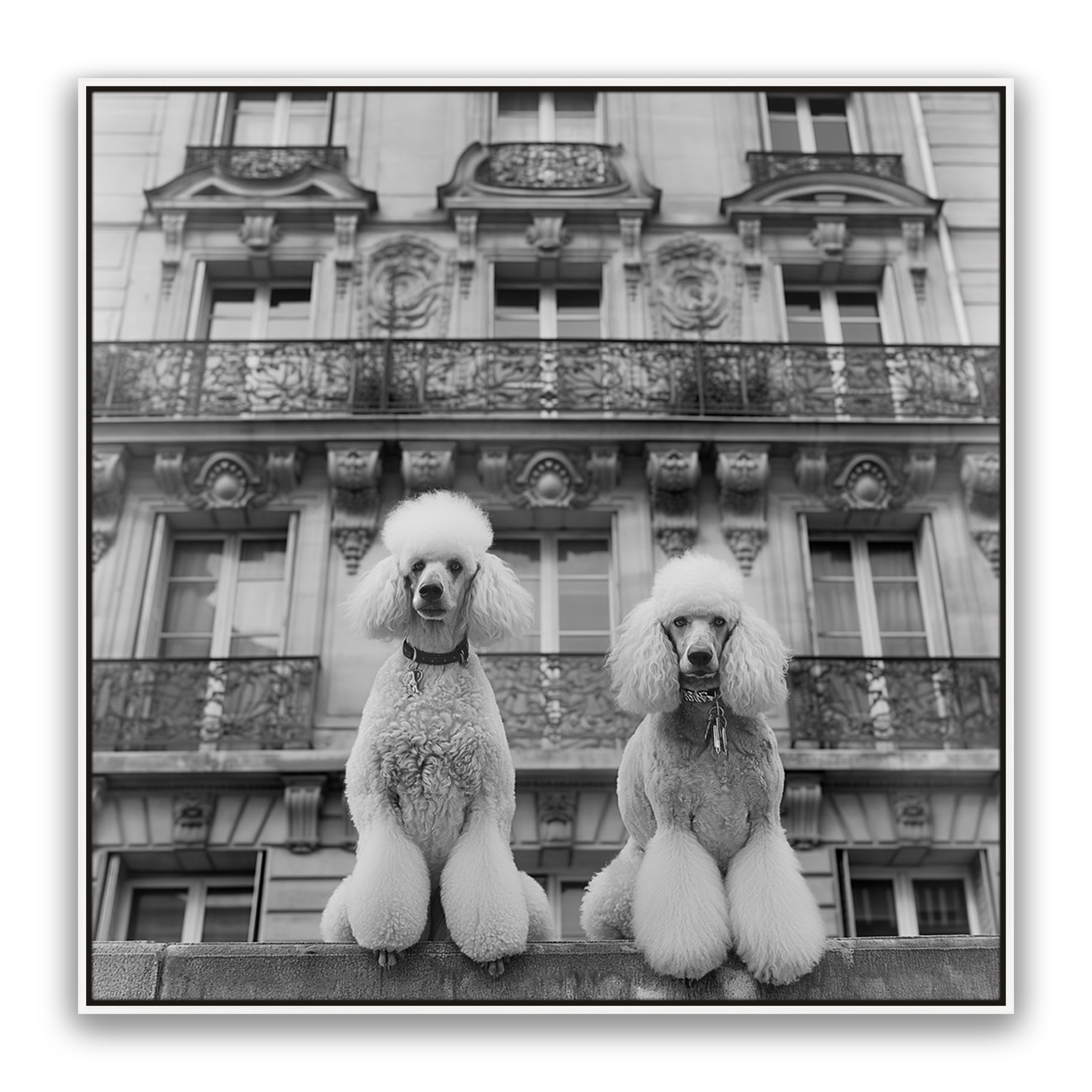 French Poodles